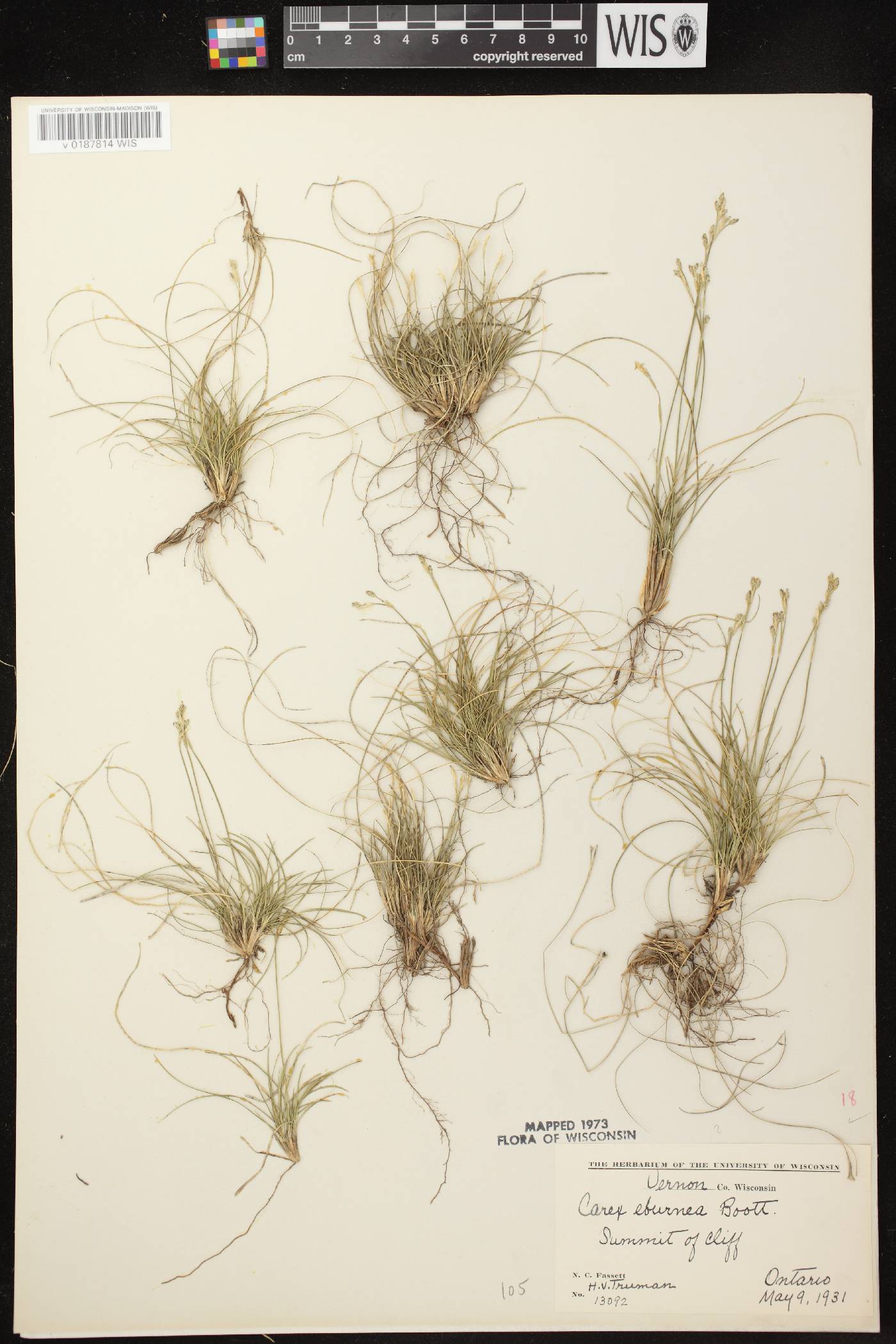 Carex eburnea image