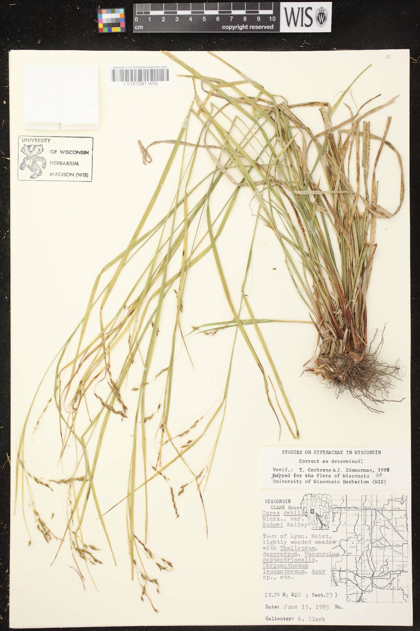 Carex debilis var. rudgei image