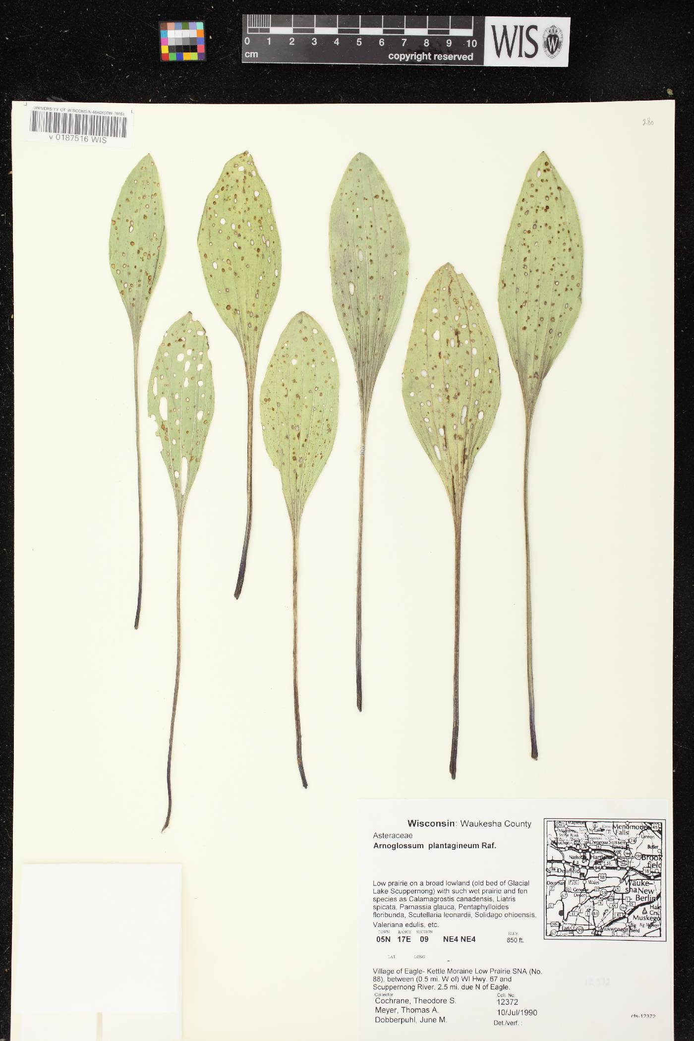 Arnoglossum plantagineum image