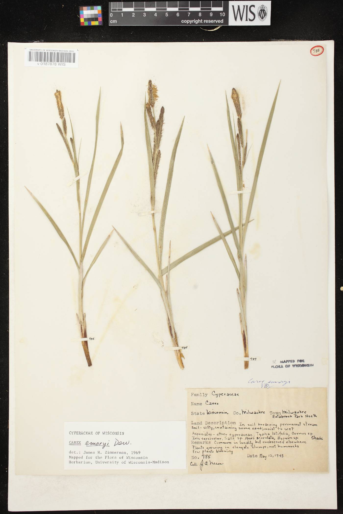 Carex emoryi image