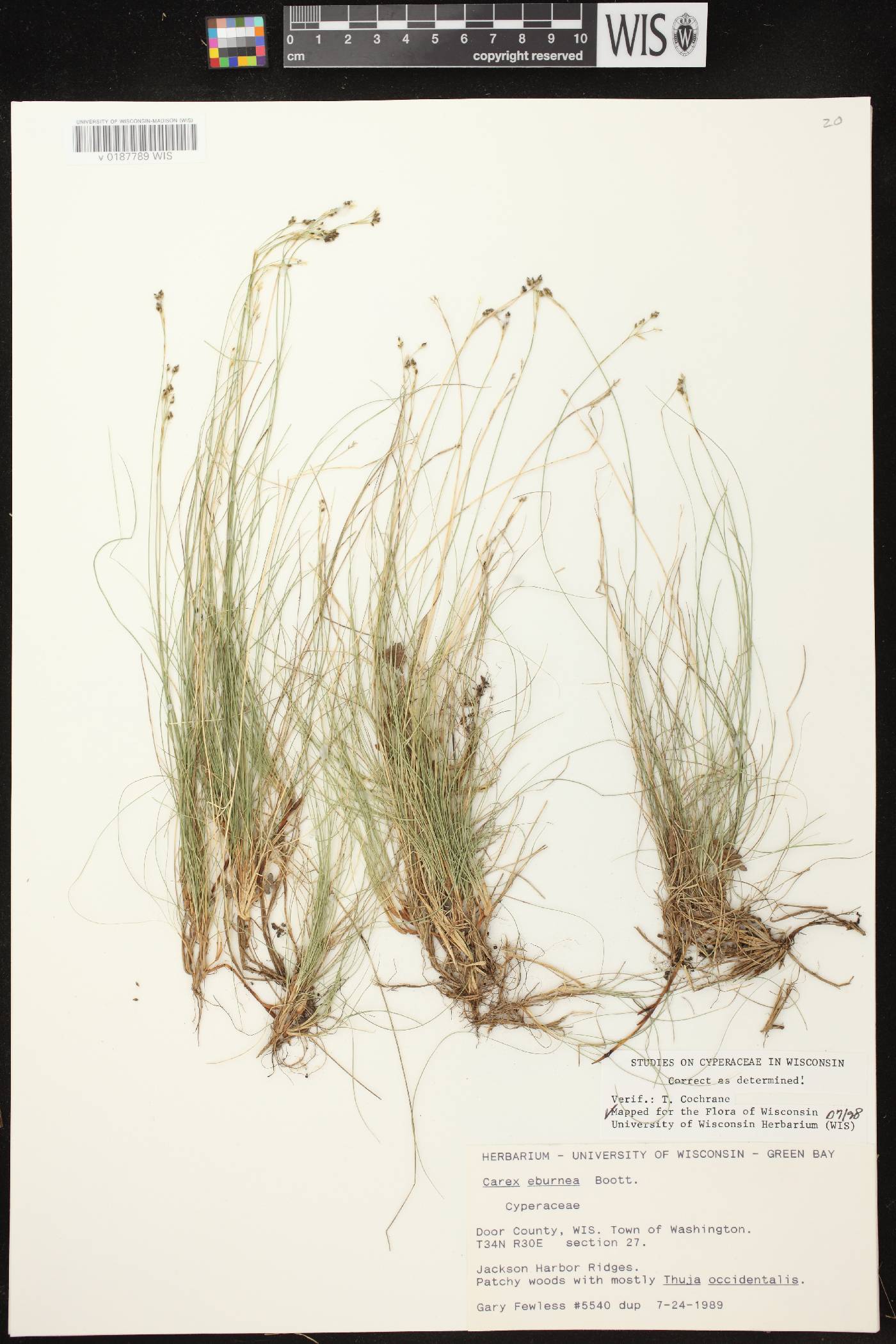 Carex eburnea image