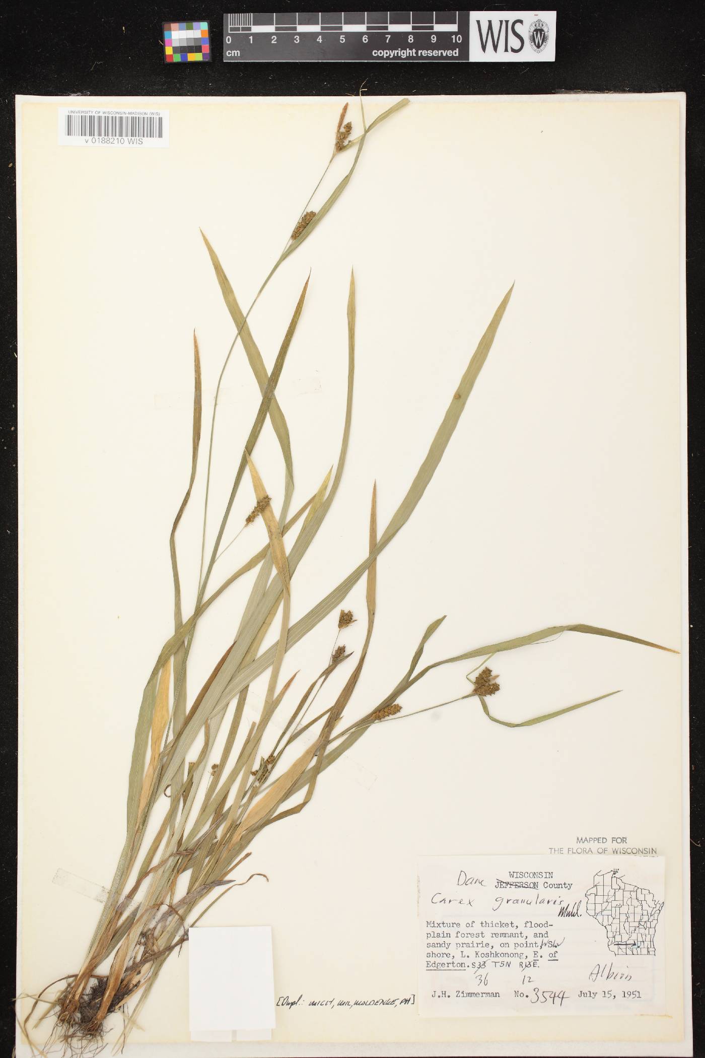 Carex granularis image
