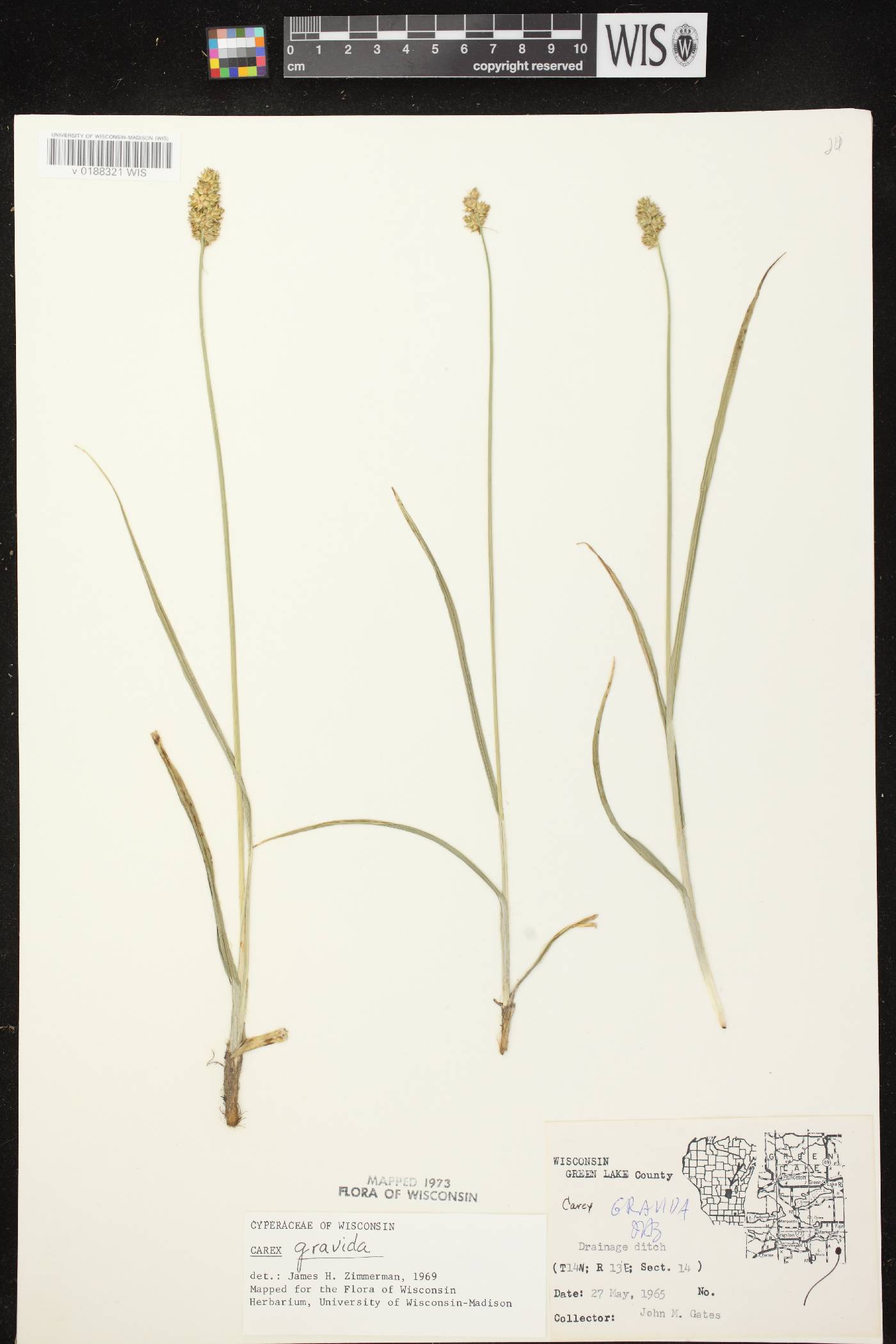 Carex gravida image