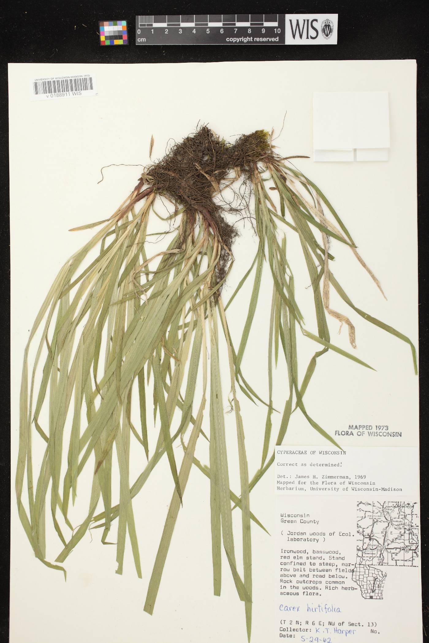 Carex hirtifolia image