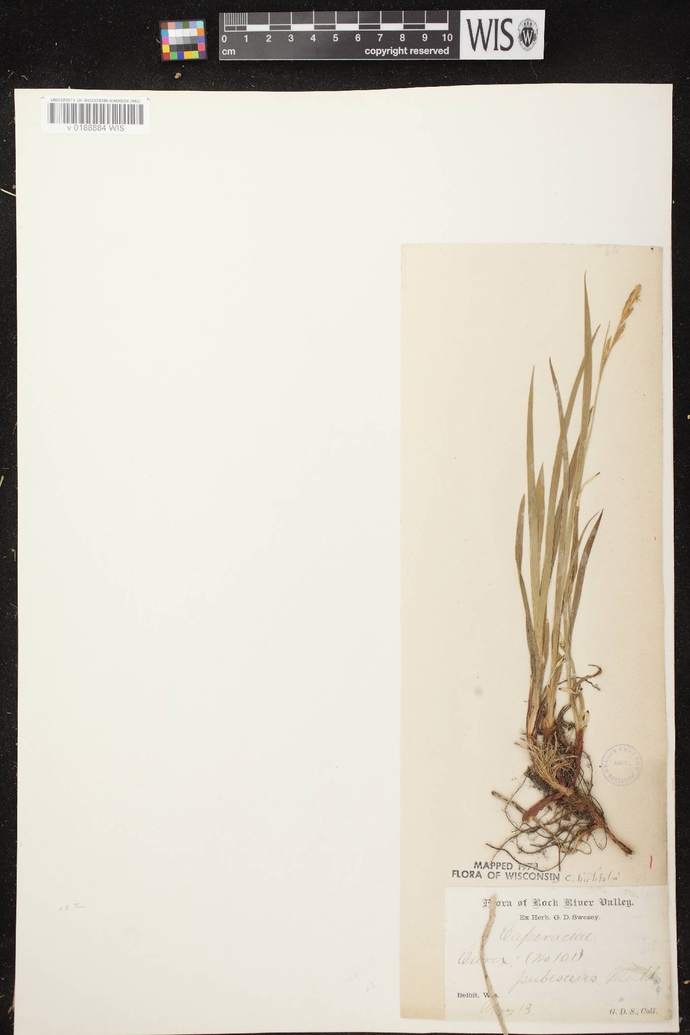 Carex hirtifolia image