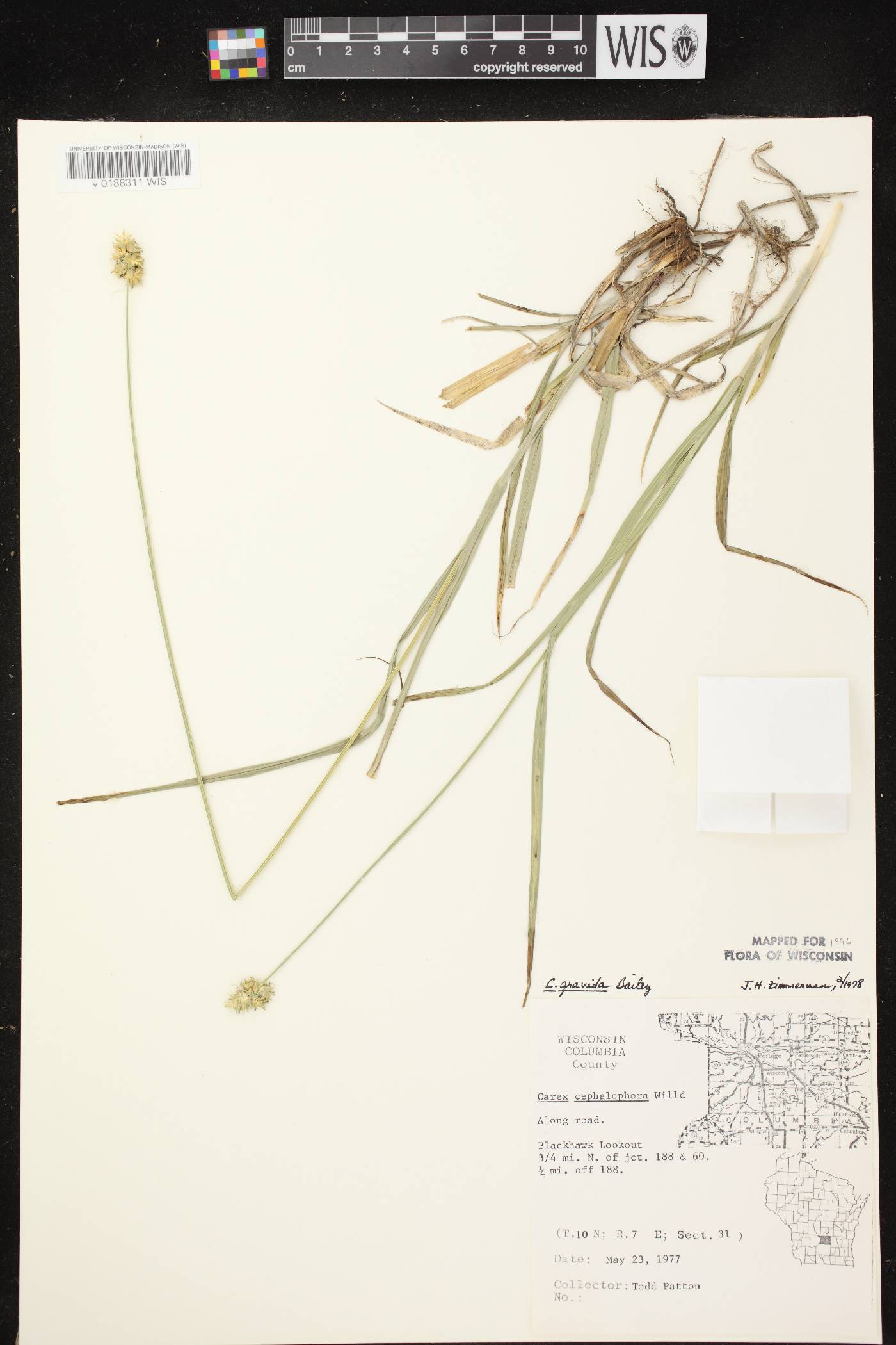 Carex gravida image