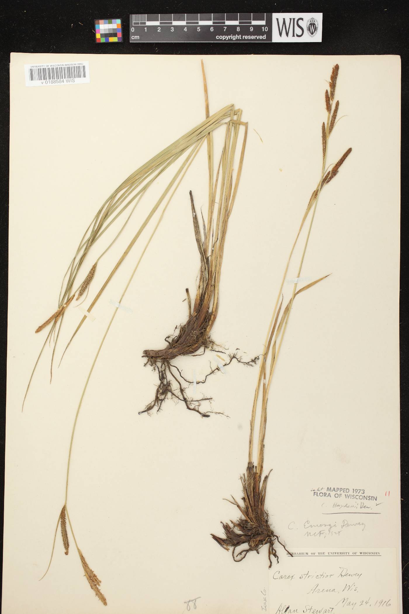 Carex haydenii image