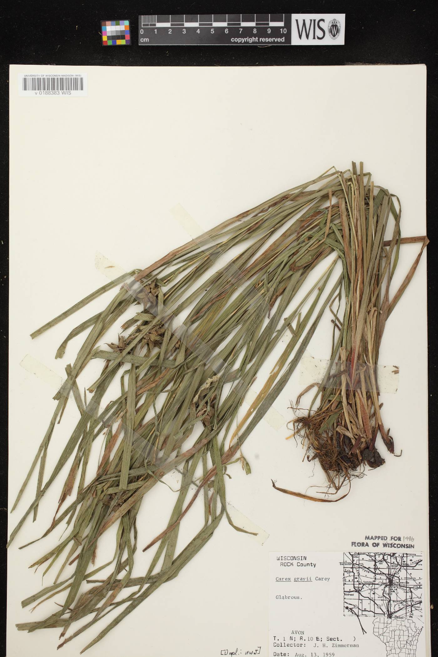 Carex grayi image