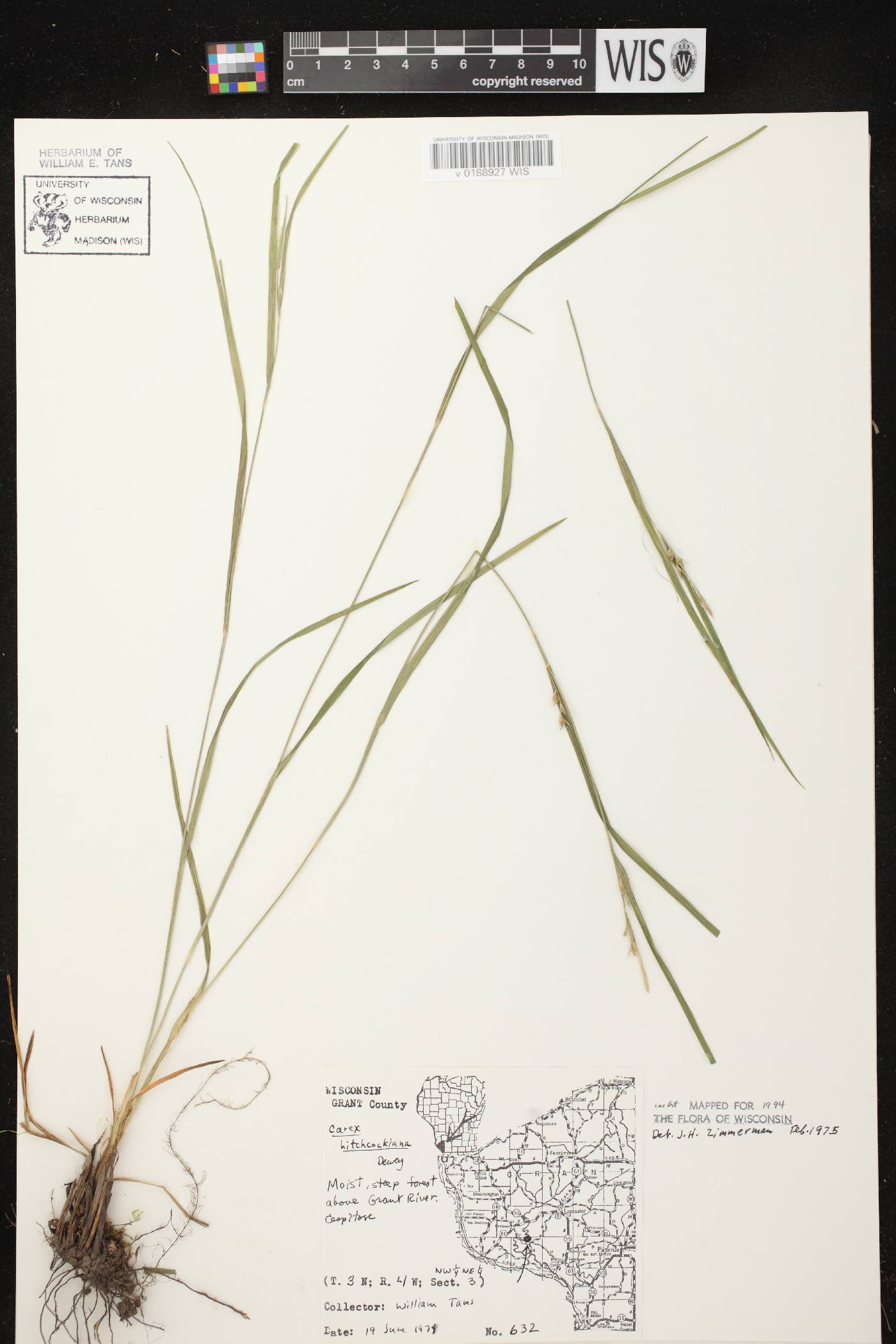 Carex hitchcockiana image