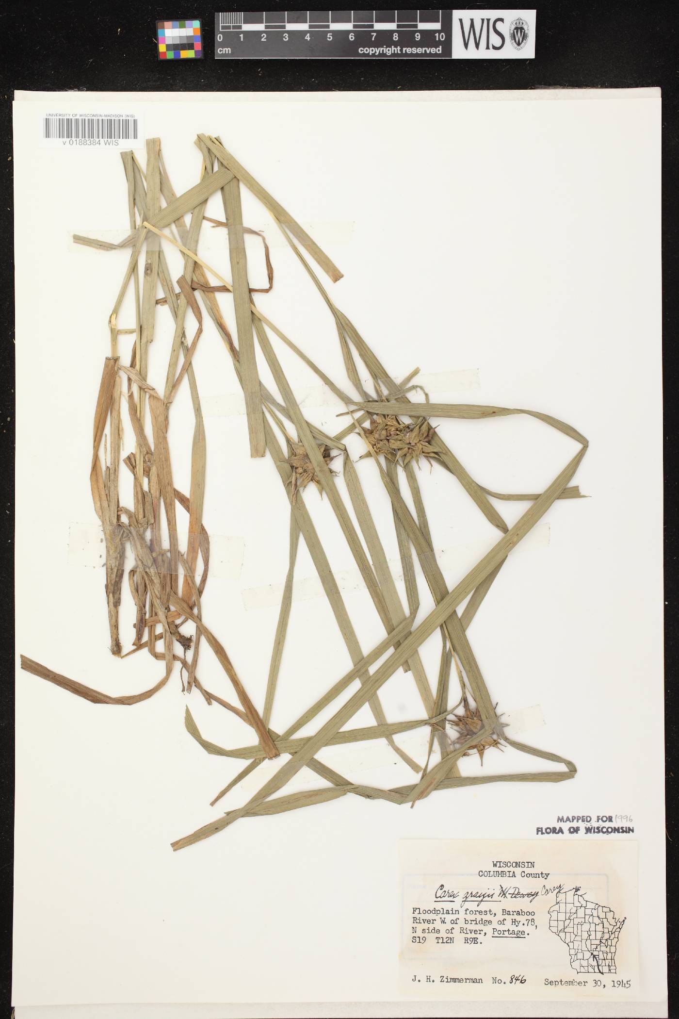 Carex grayi image