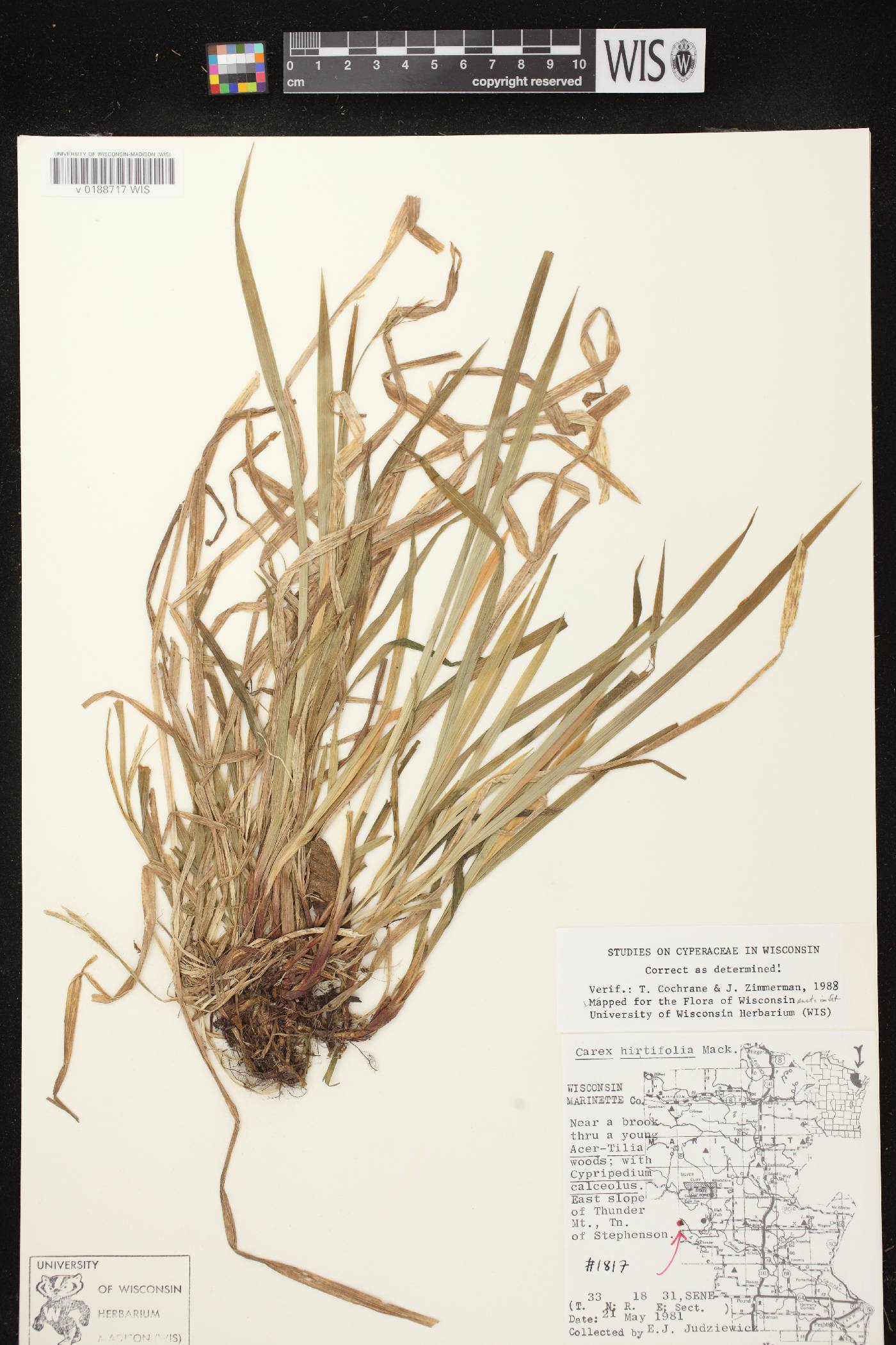 Carex hirtifolia image