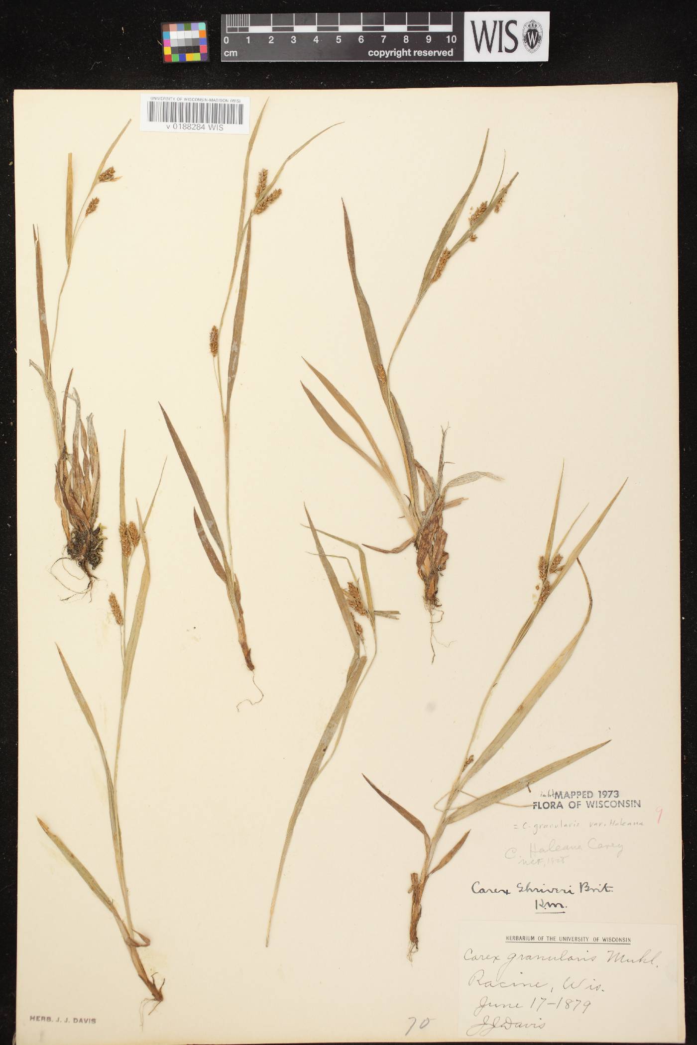 Carex granularis image