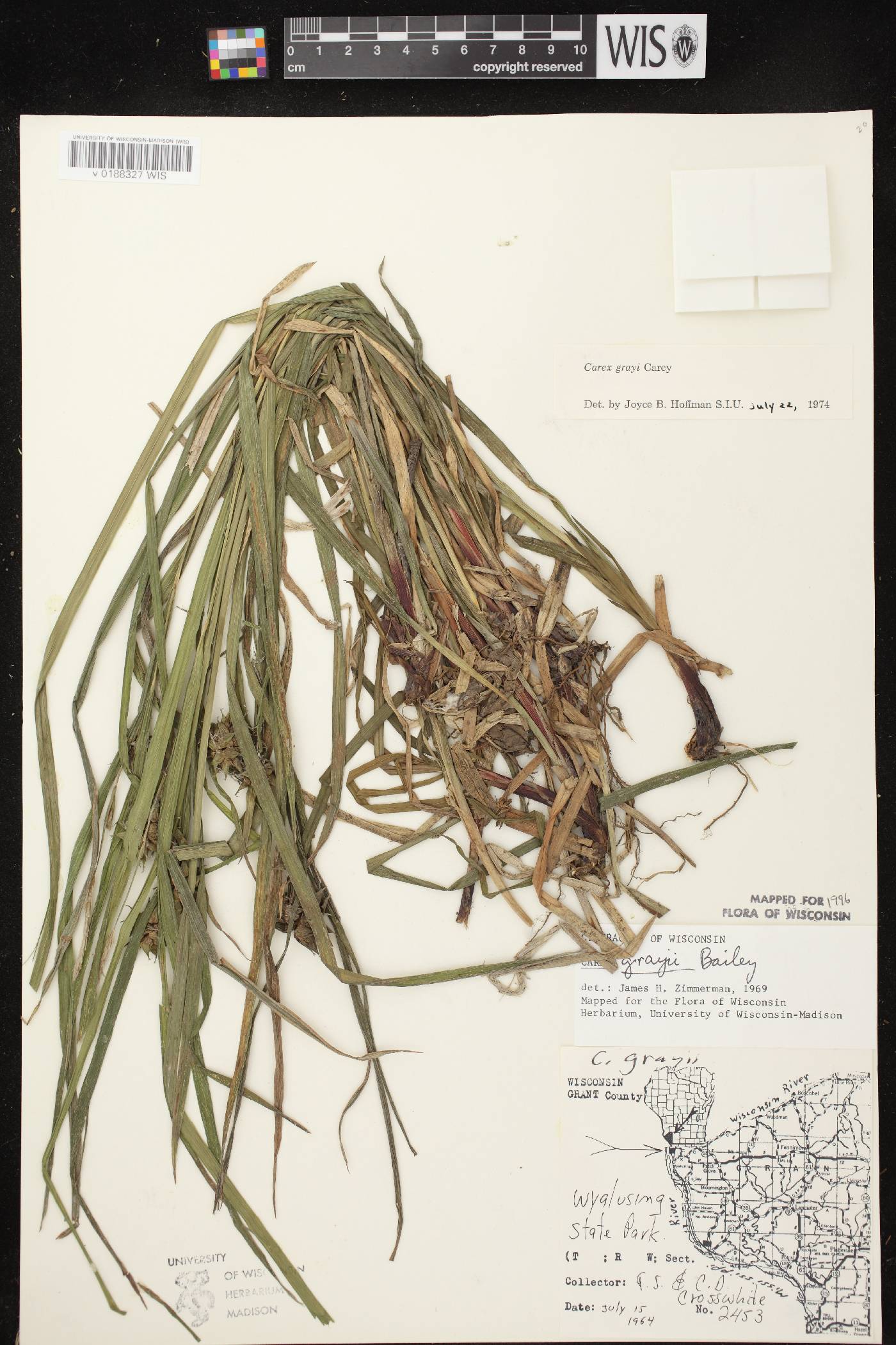 Carex grayi image