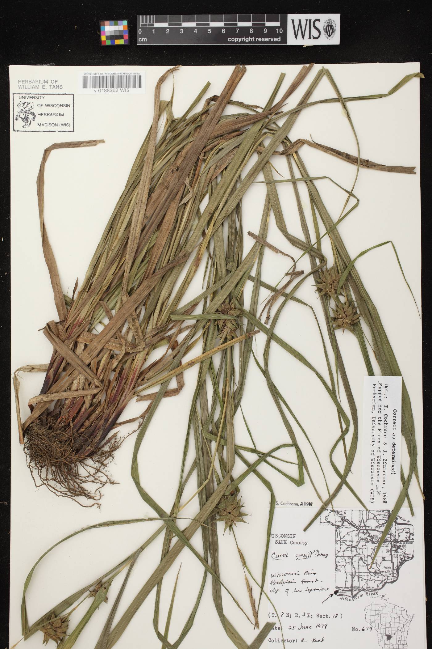 Carex grayi image