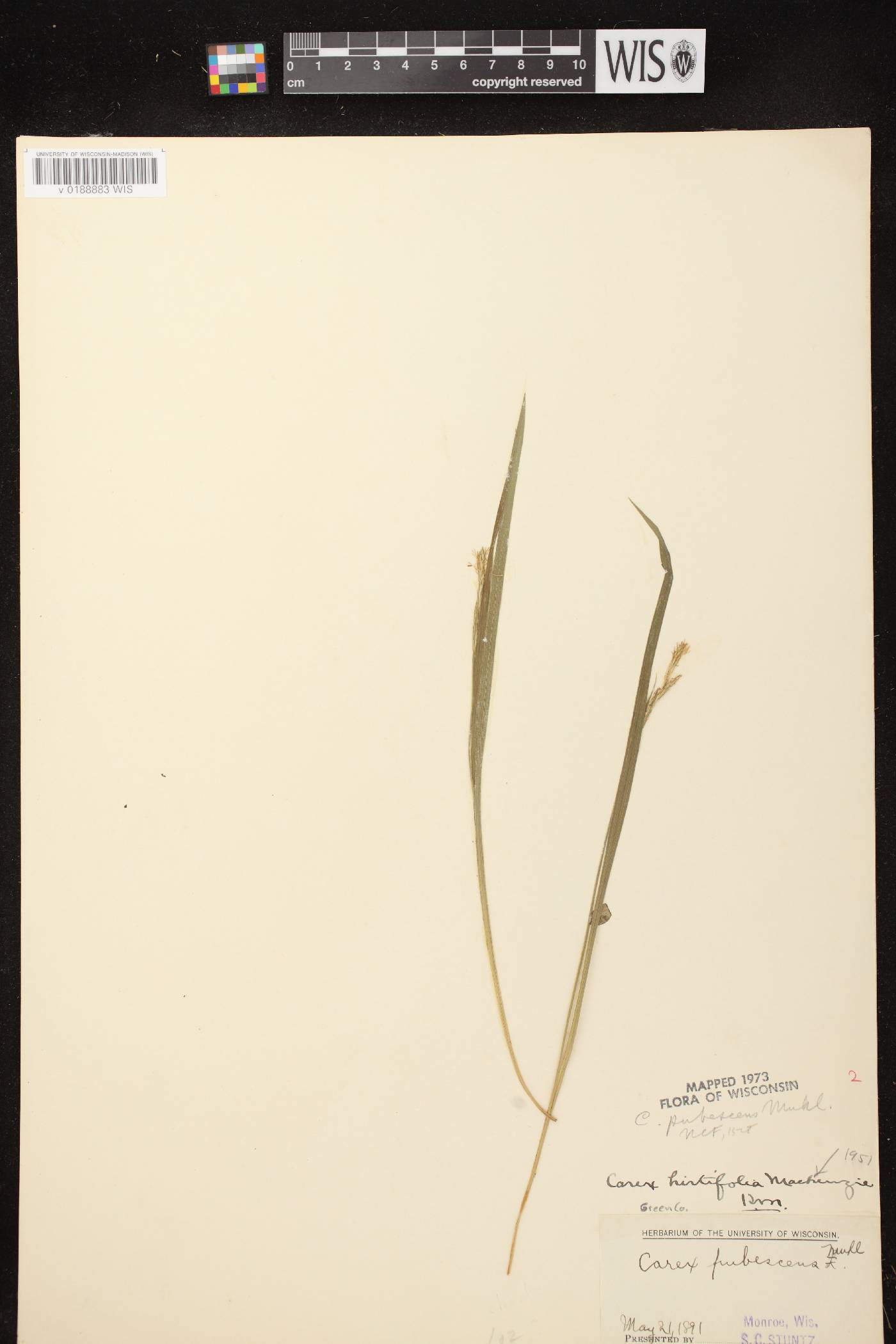 Carex hirtifolia image