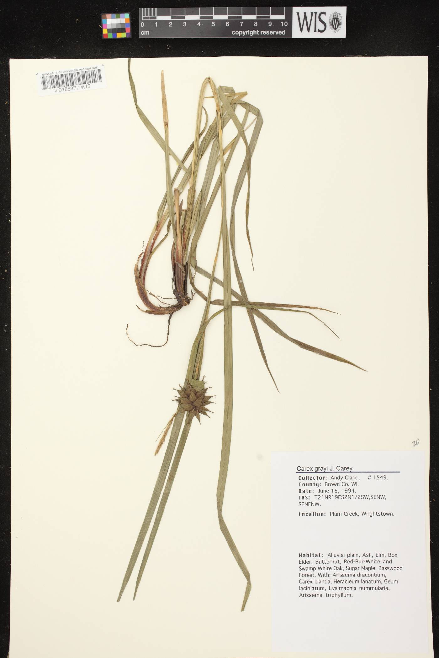 Carex grayi image