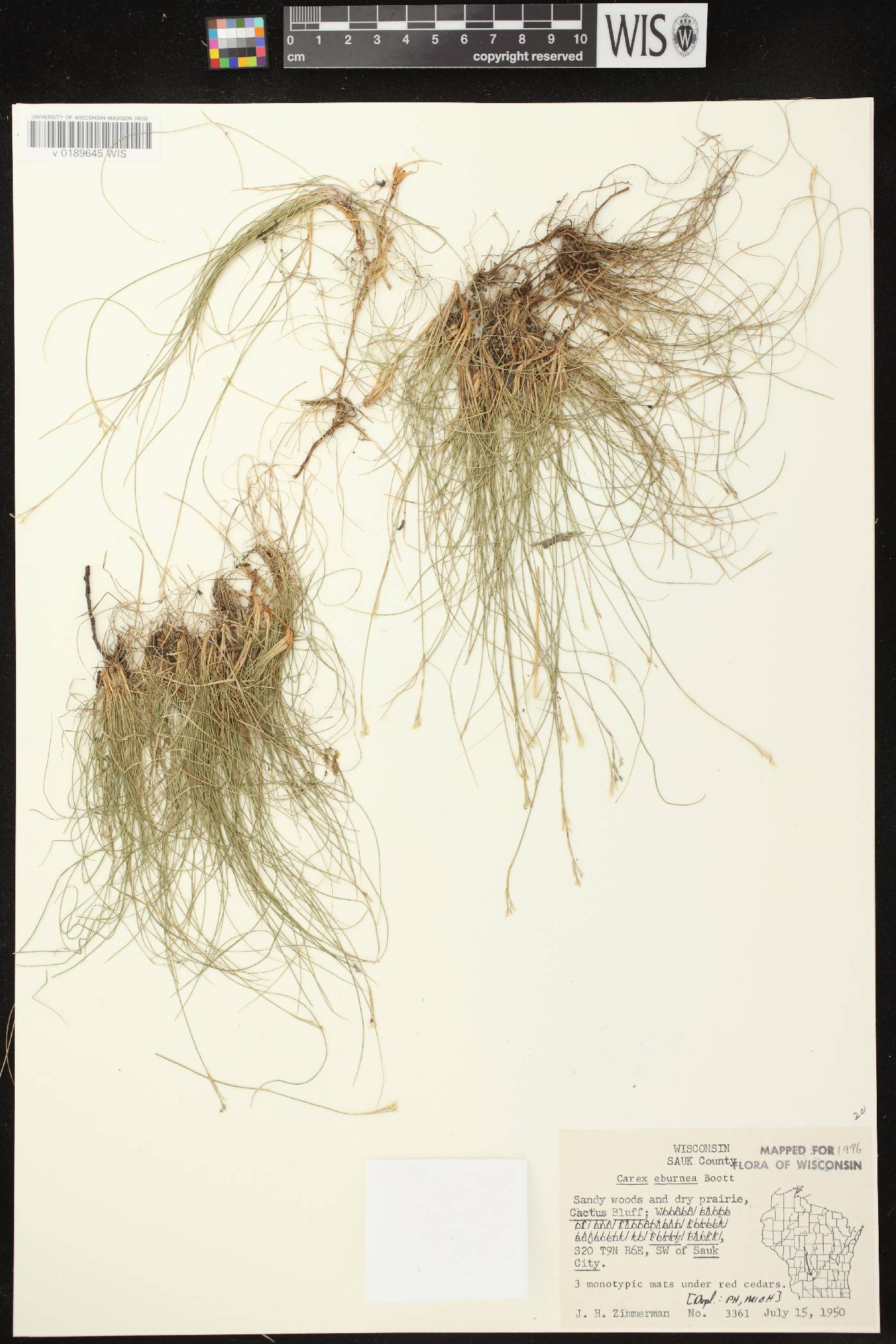 Carex eburnea image