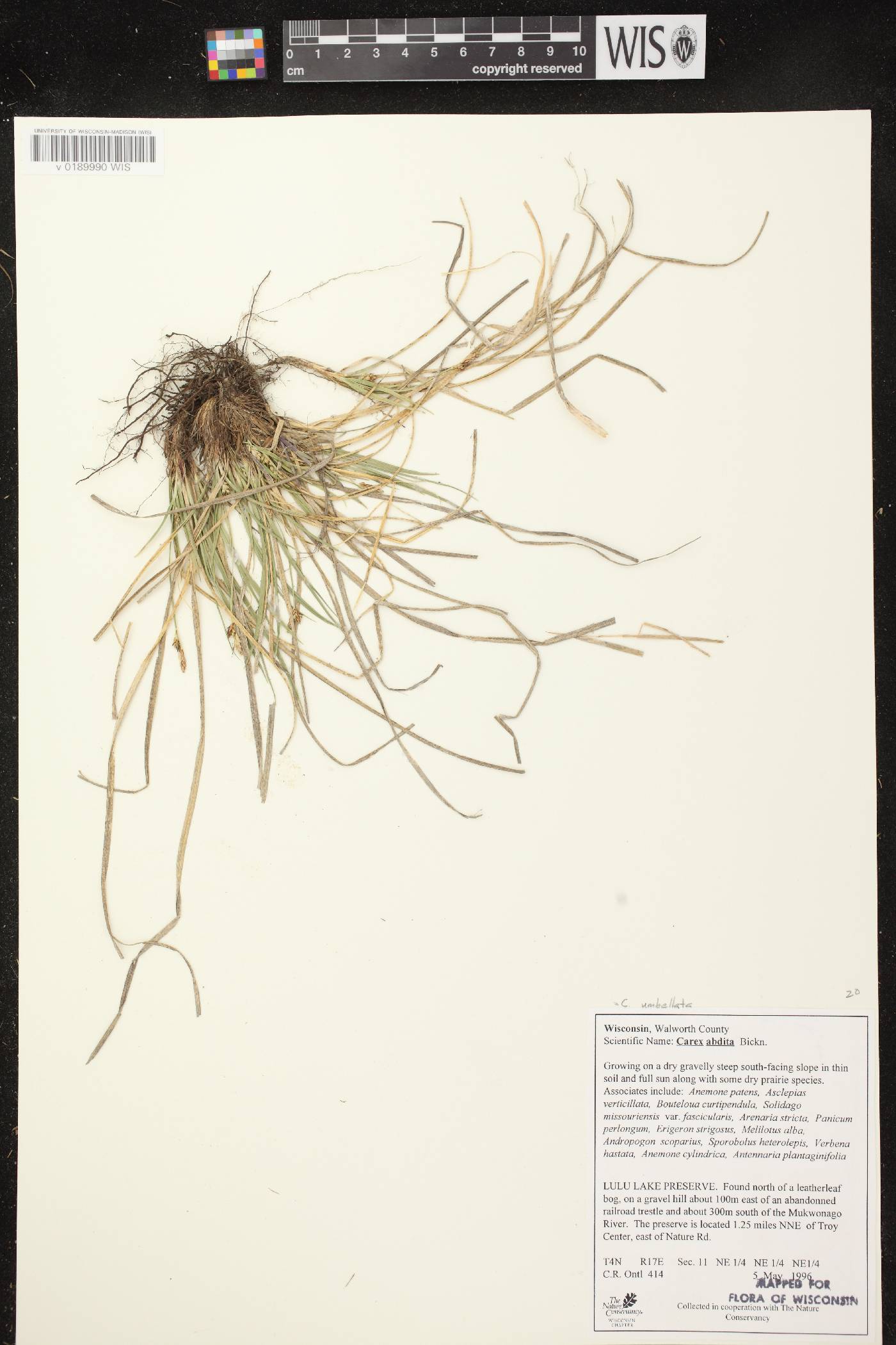 Carex umbellata image