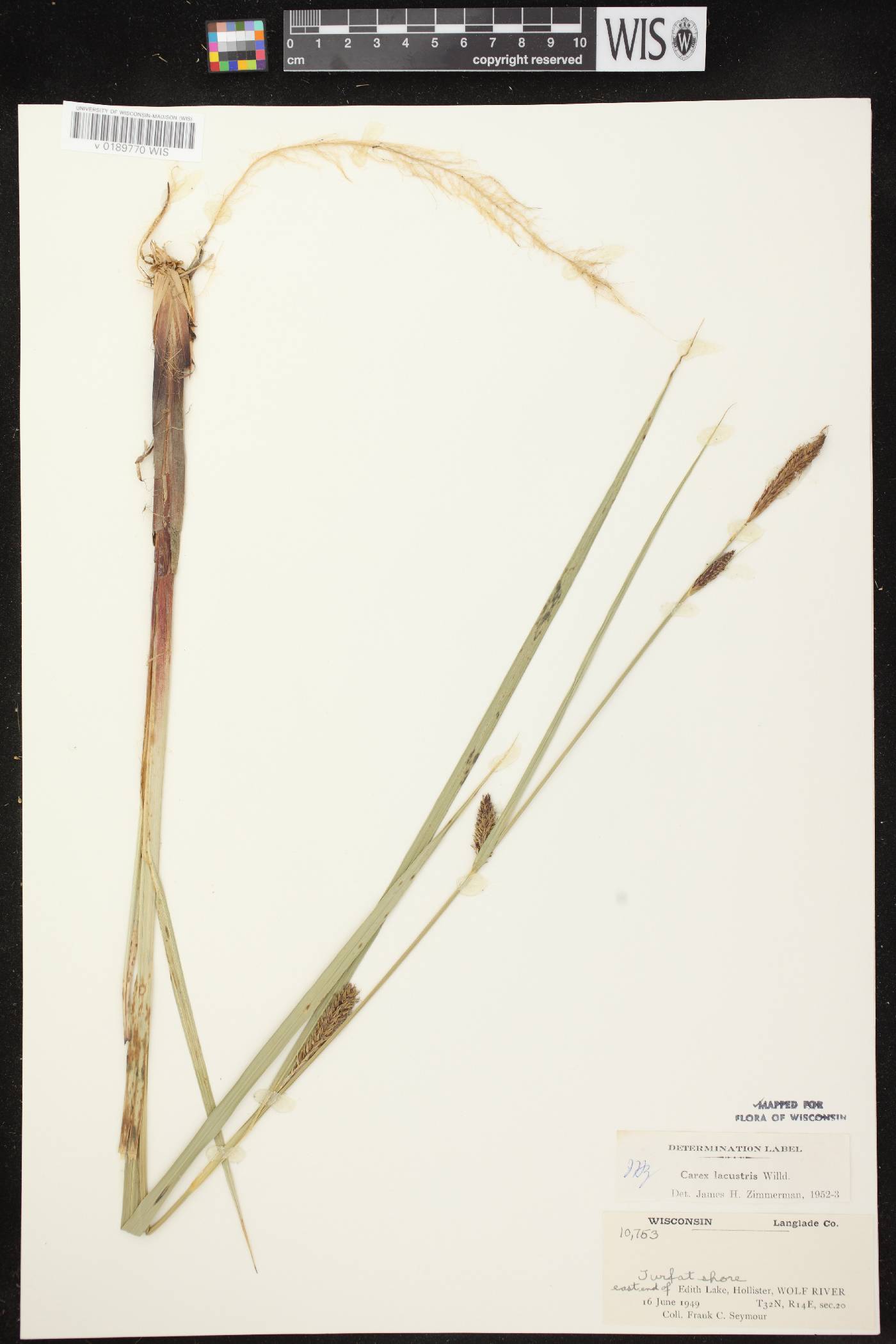 Carex lacustris image