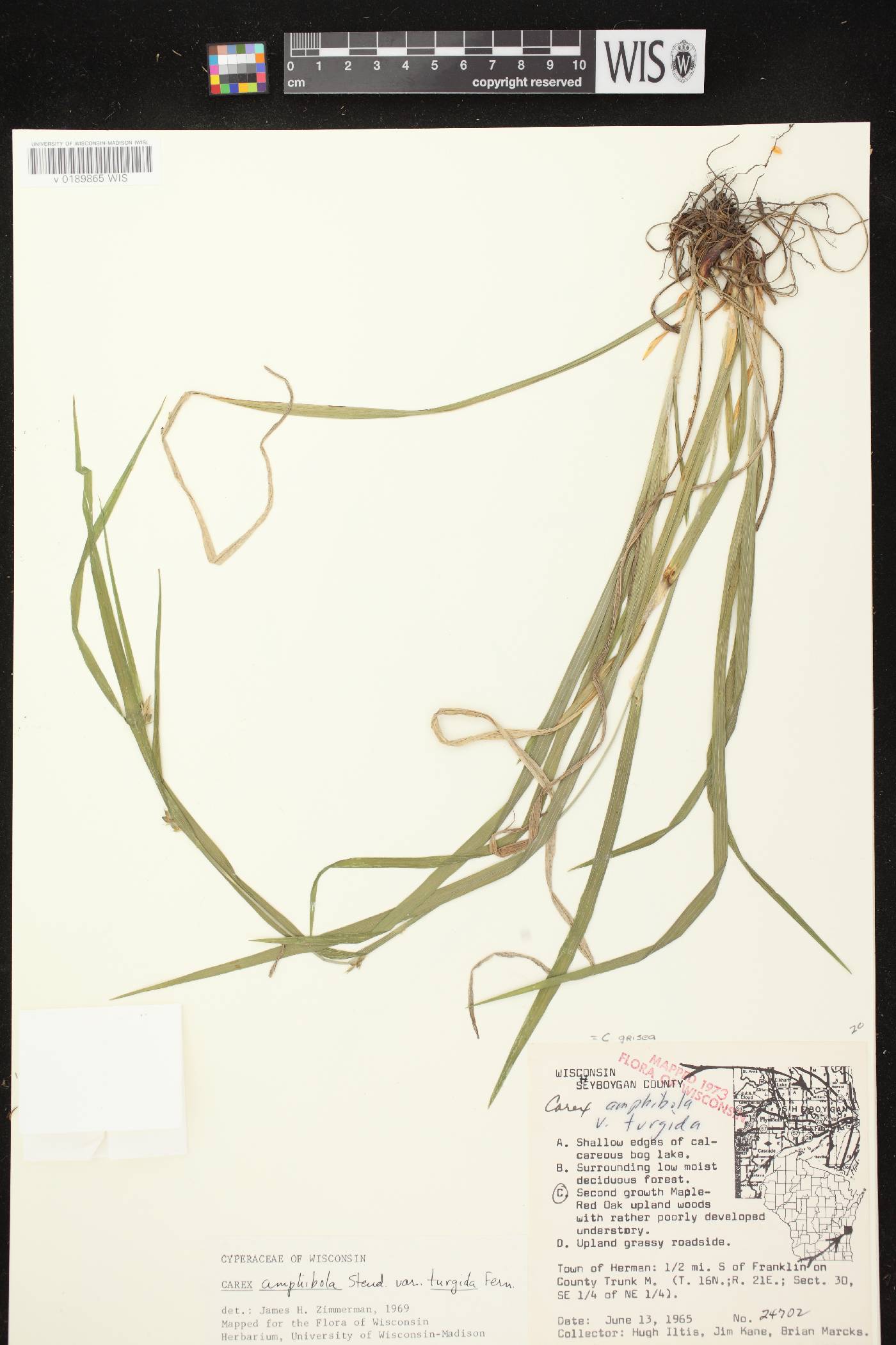 Carex grisea image