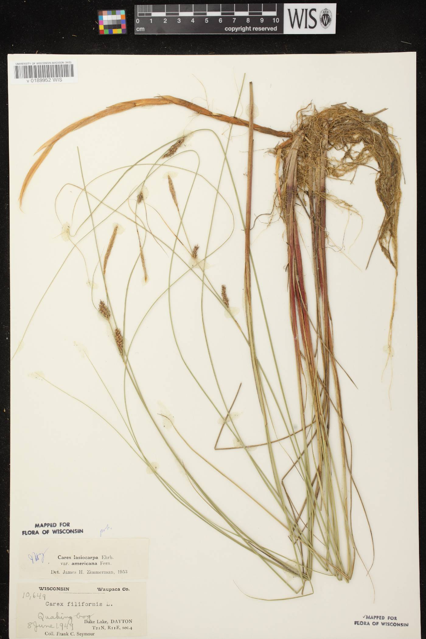Carex lasiocarpa subsp. americana image