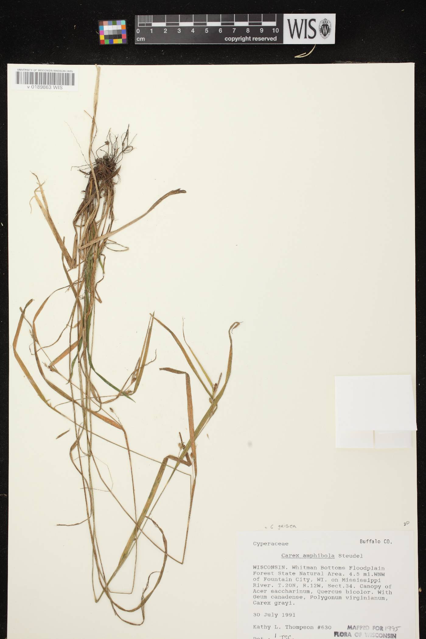 Carex grisea image