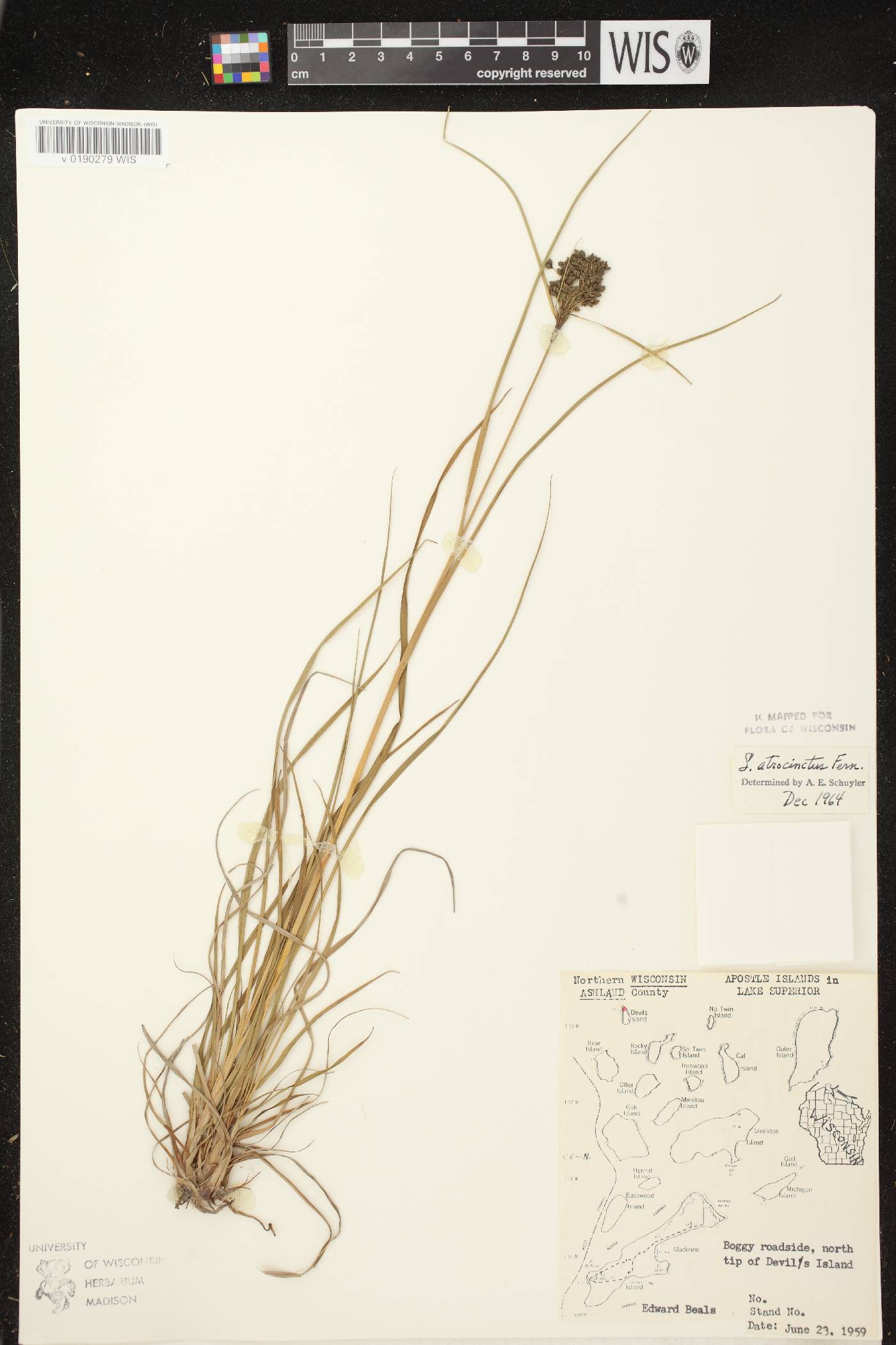 Scirpus atrocinctus image