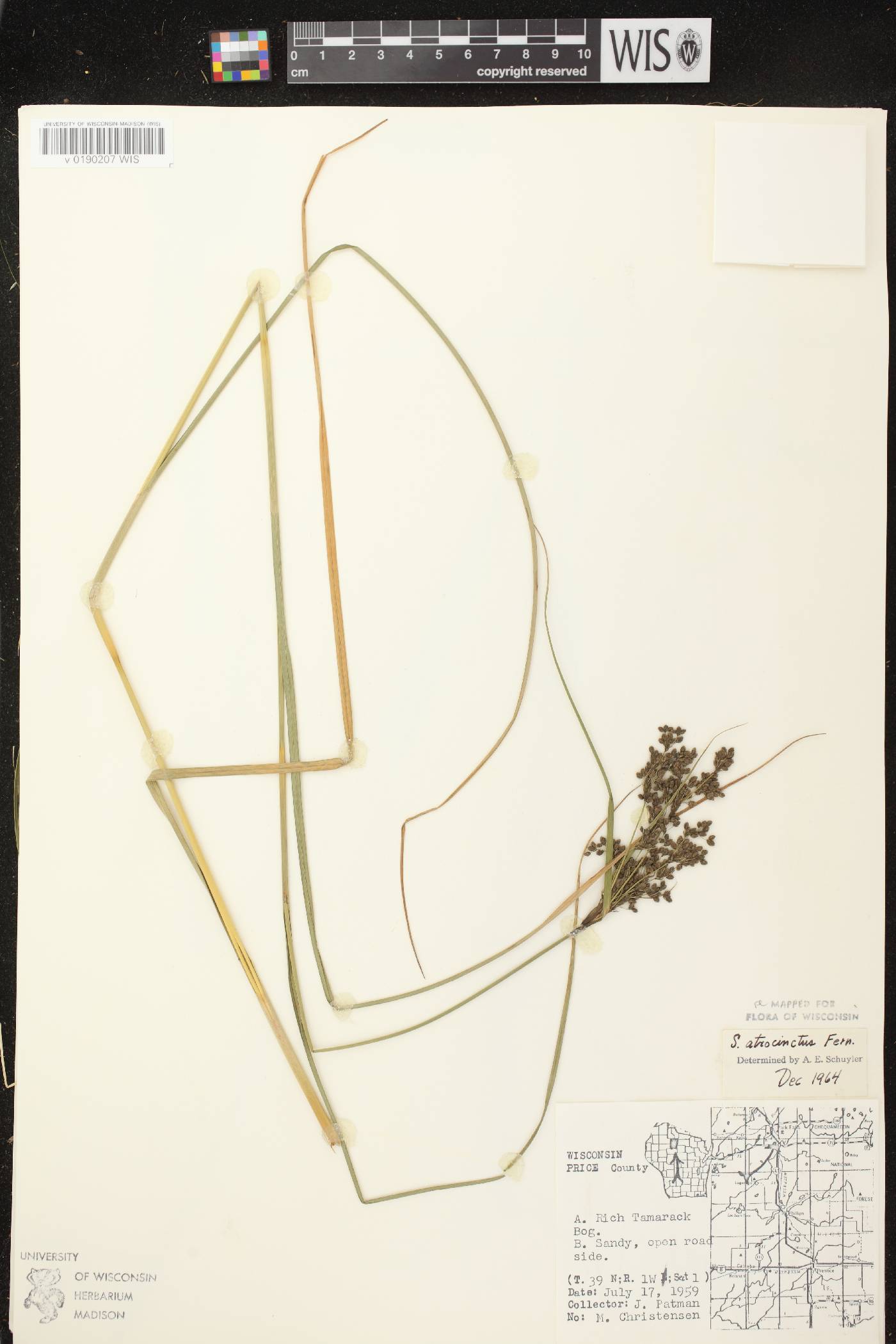Scirpus atrocinctus image