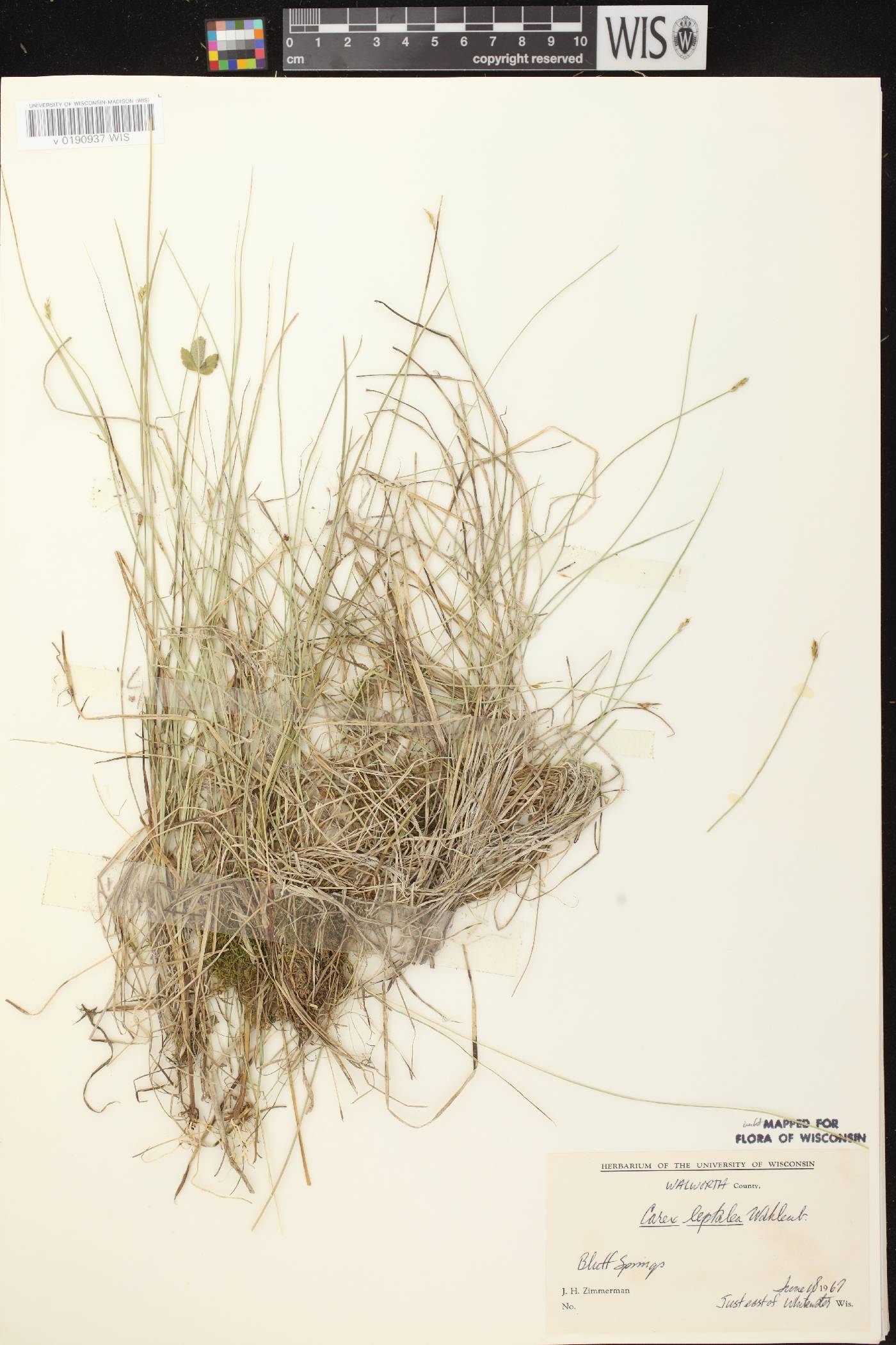 Carex leptalea subsp. leptalea image