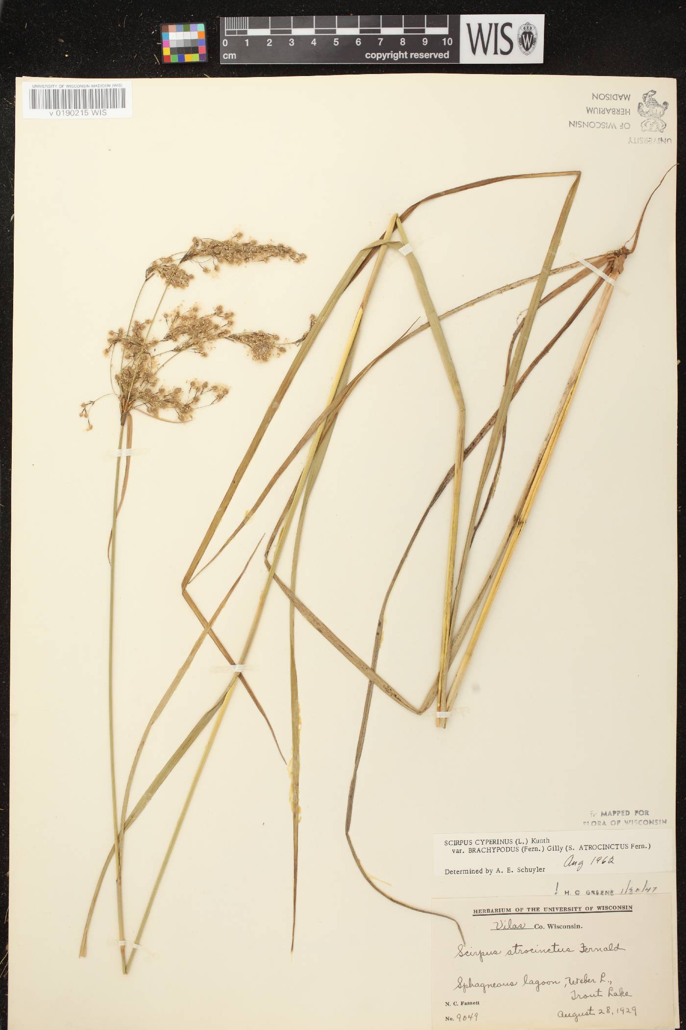 Scirpus atrocinctus image