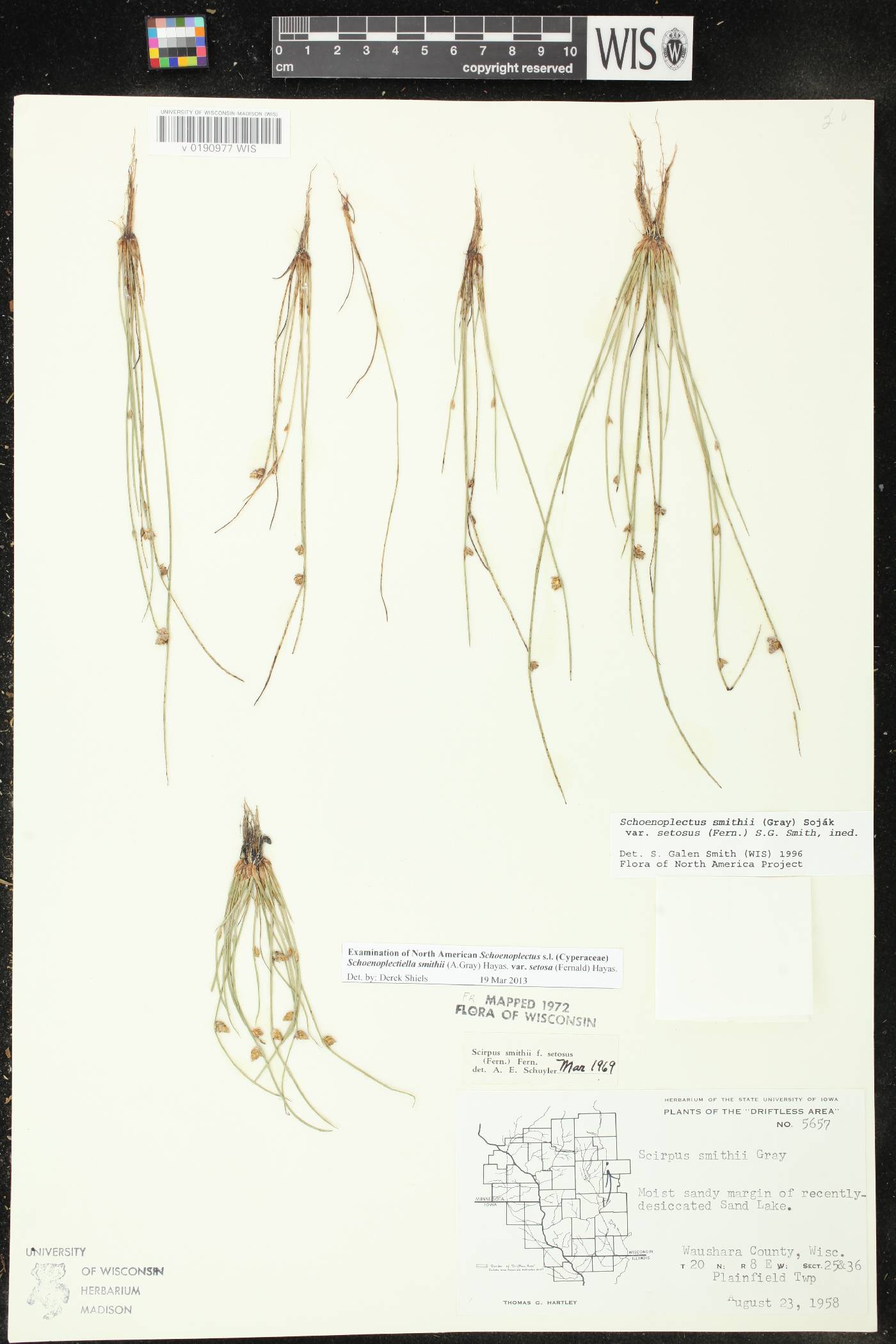 Schoenoplectus smithii image