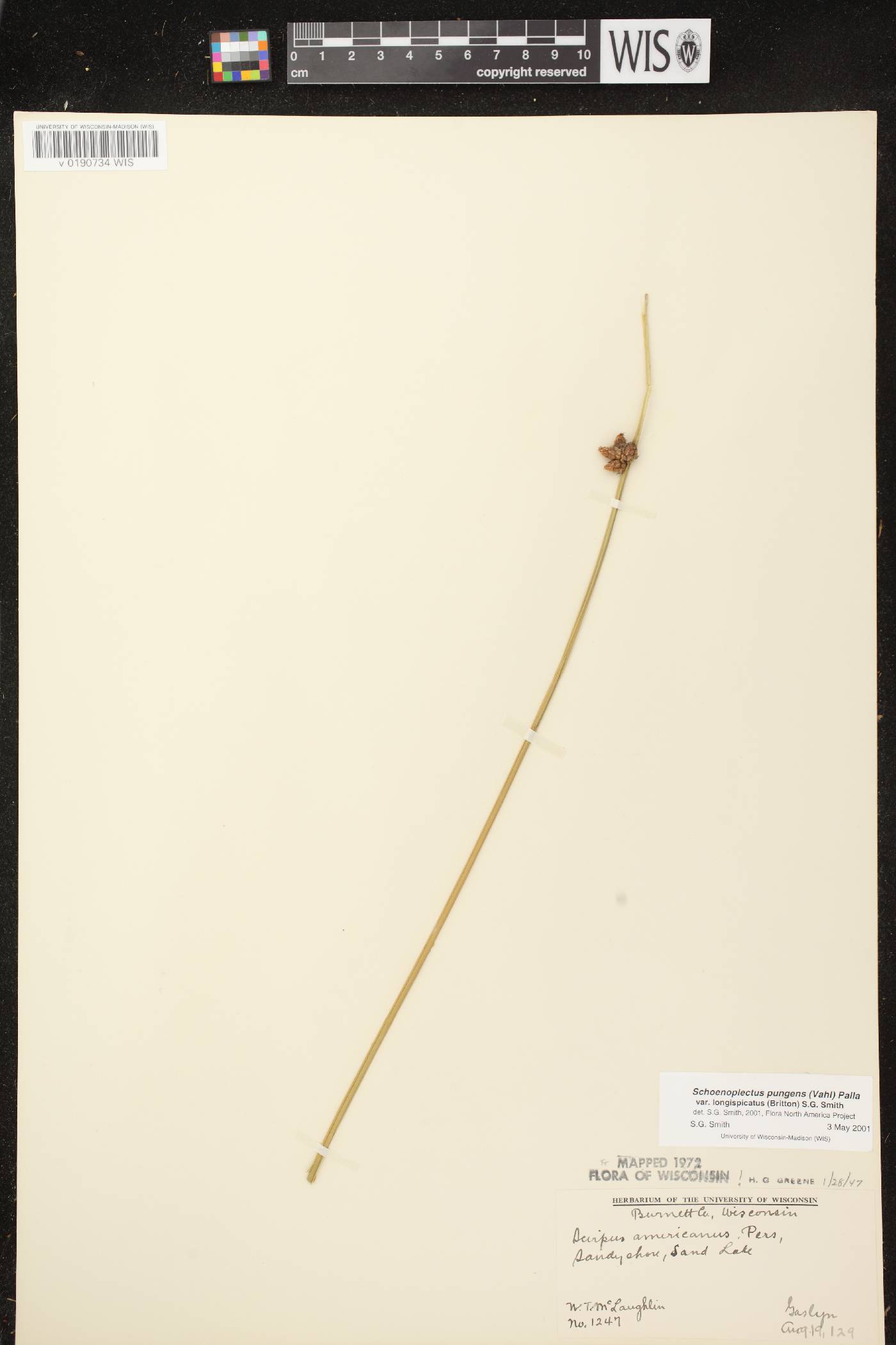 Schoenoplectus pungens image