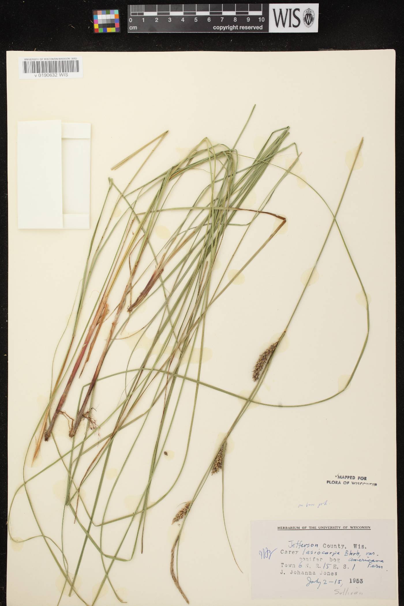 Carex lasiocarpa subsp. americana image