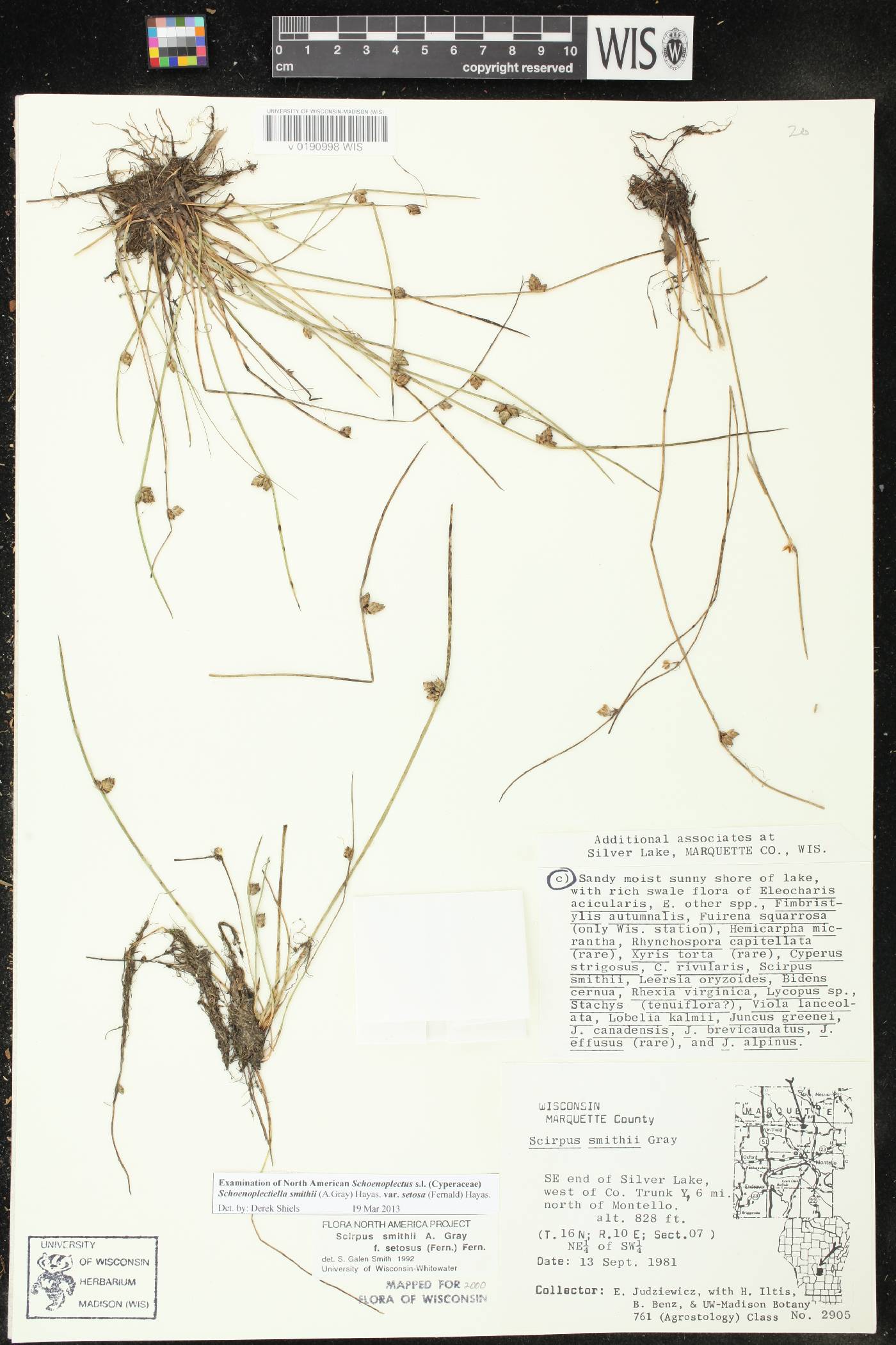 Schoenoplectus smithii image