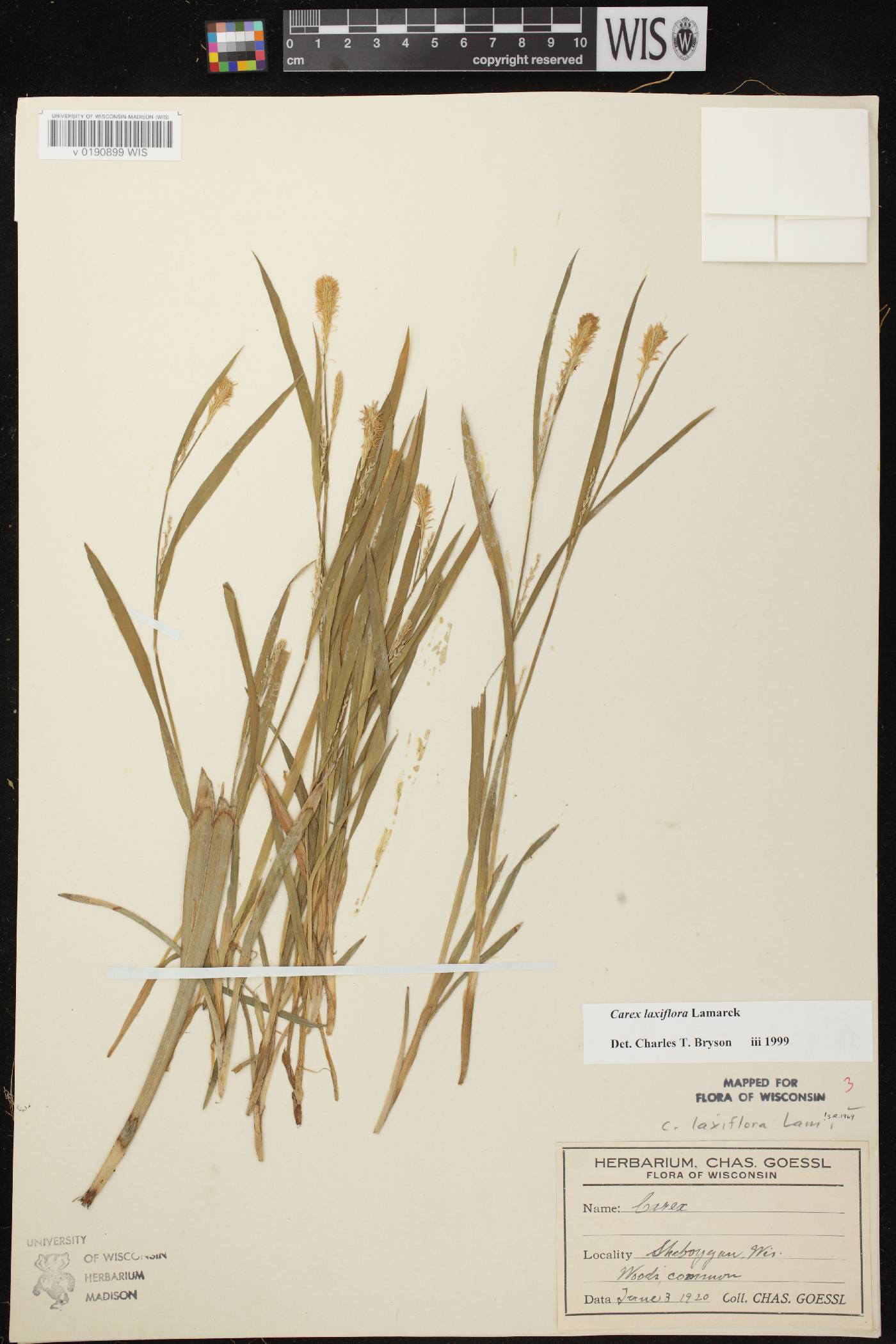 Carex laxiflora image