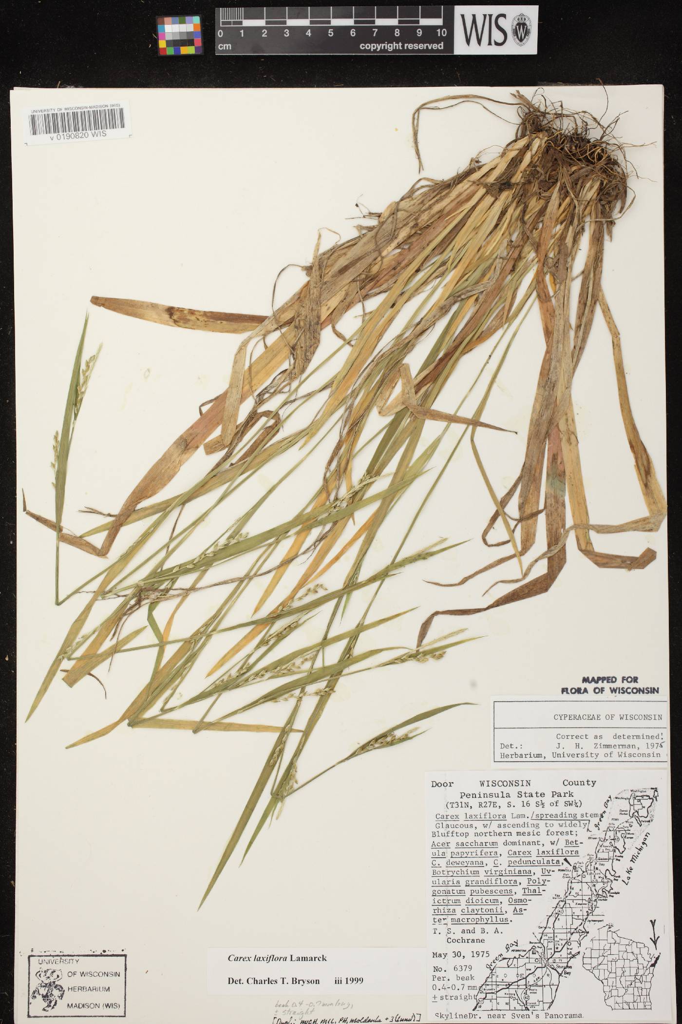Carex laxiflora image