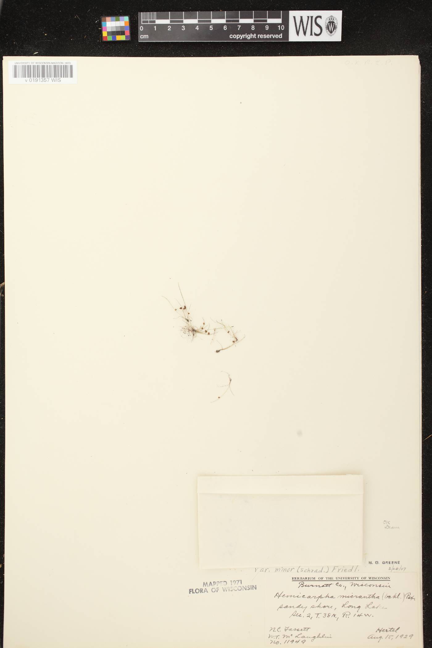 Lipocarpha micrantha image