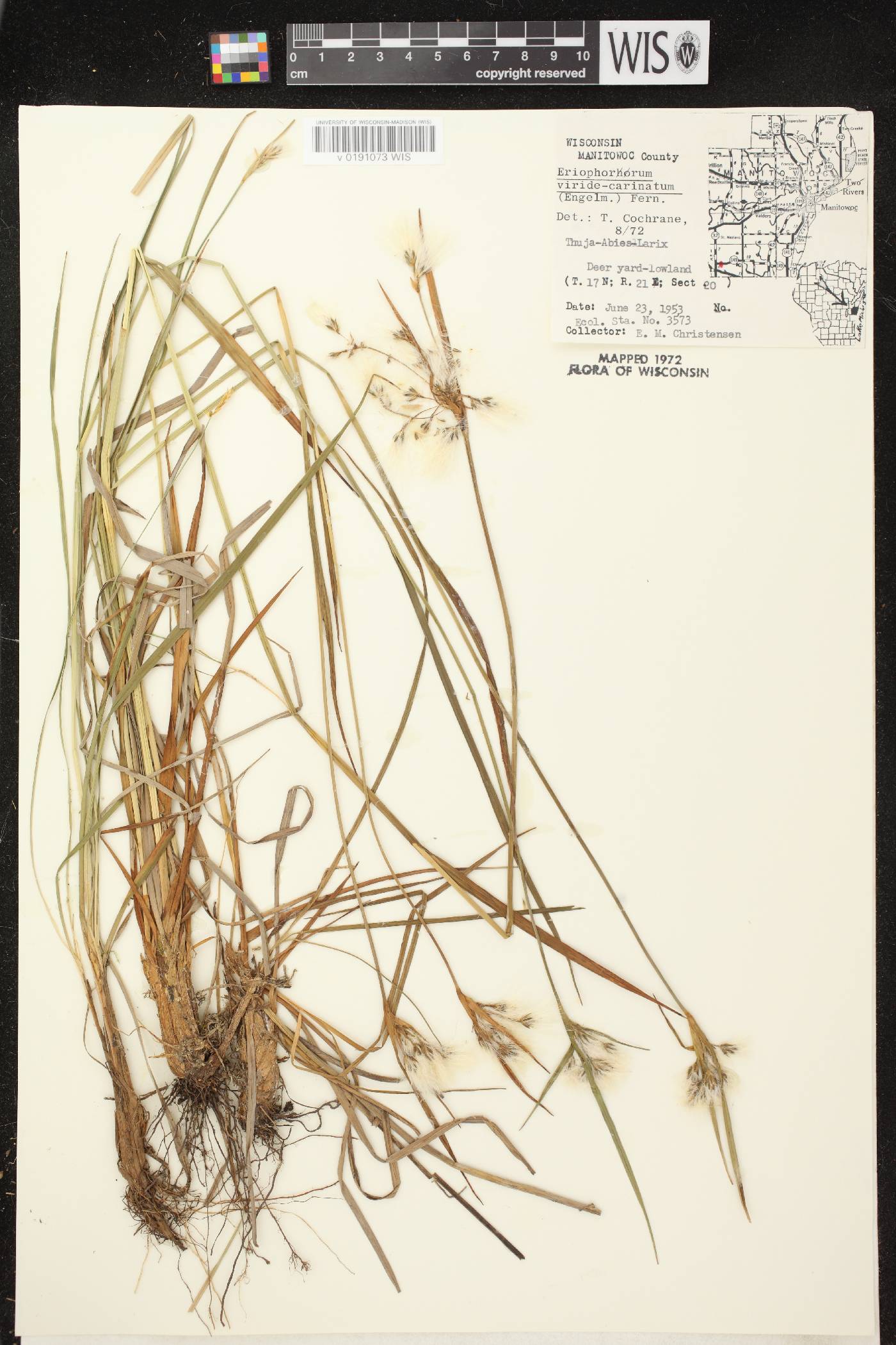 Eriophorum viridicarinatum image