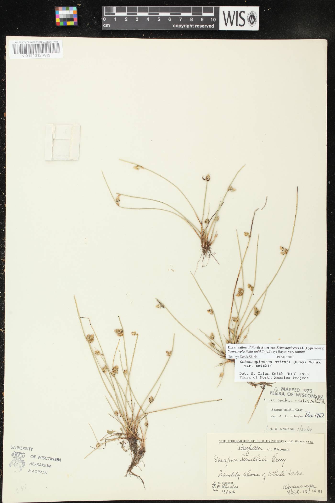 Schoenoplectus smithii image