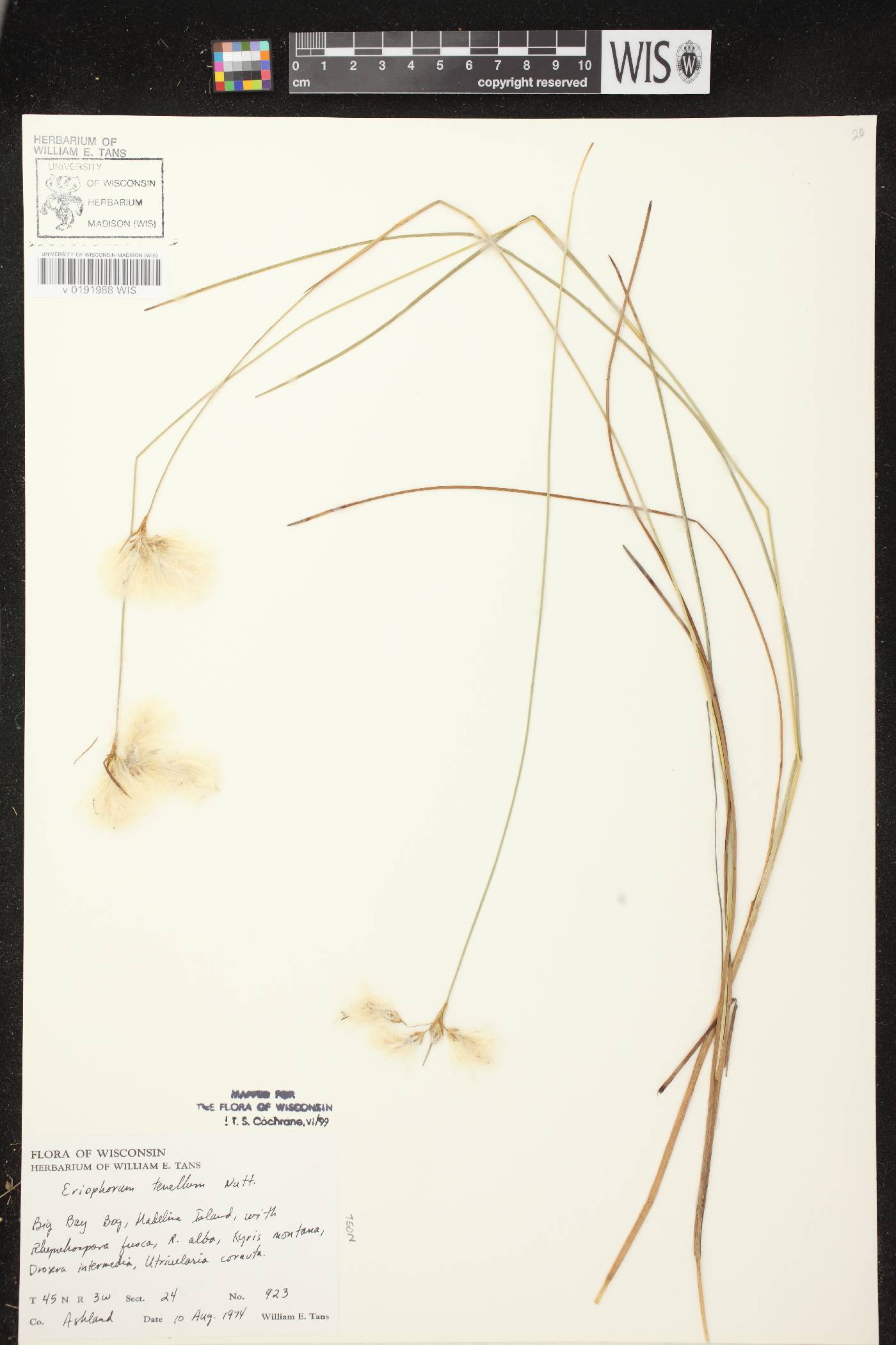 Eriophorum tenellum image