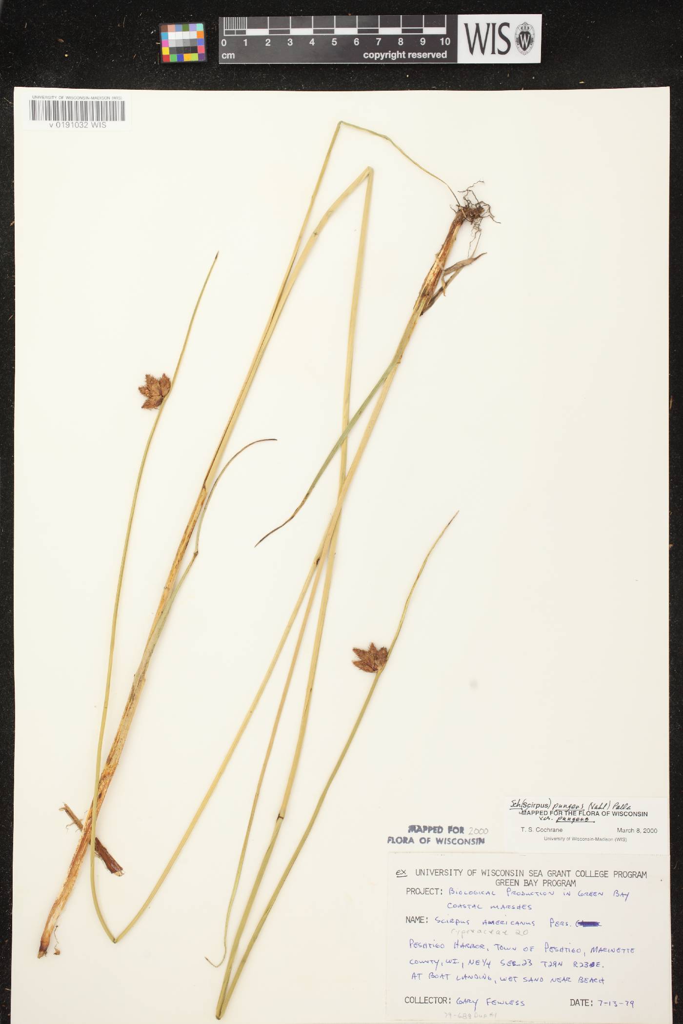 Schoenoplectus pungens image