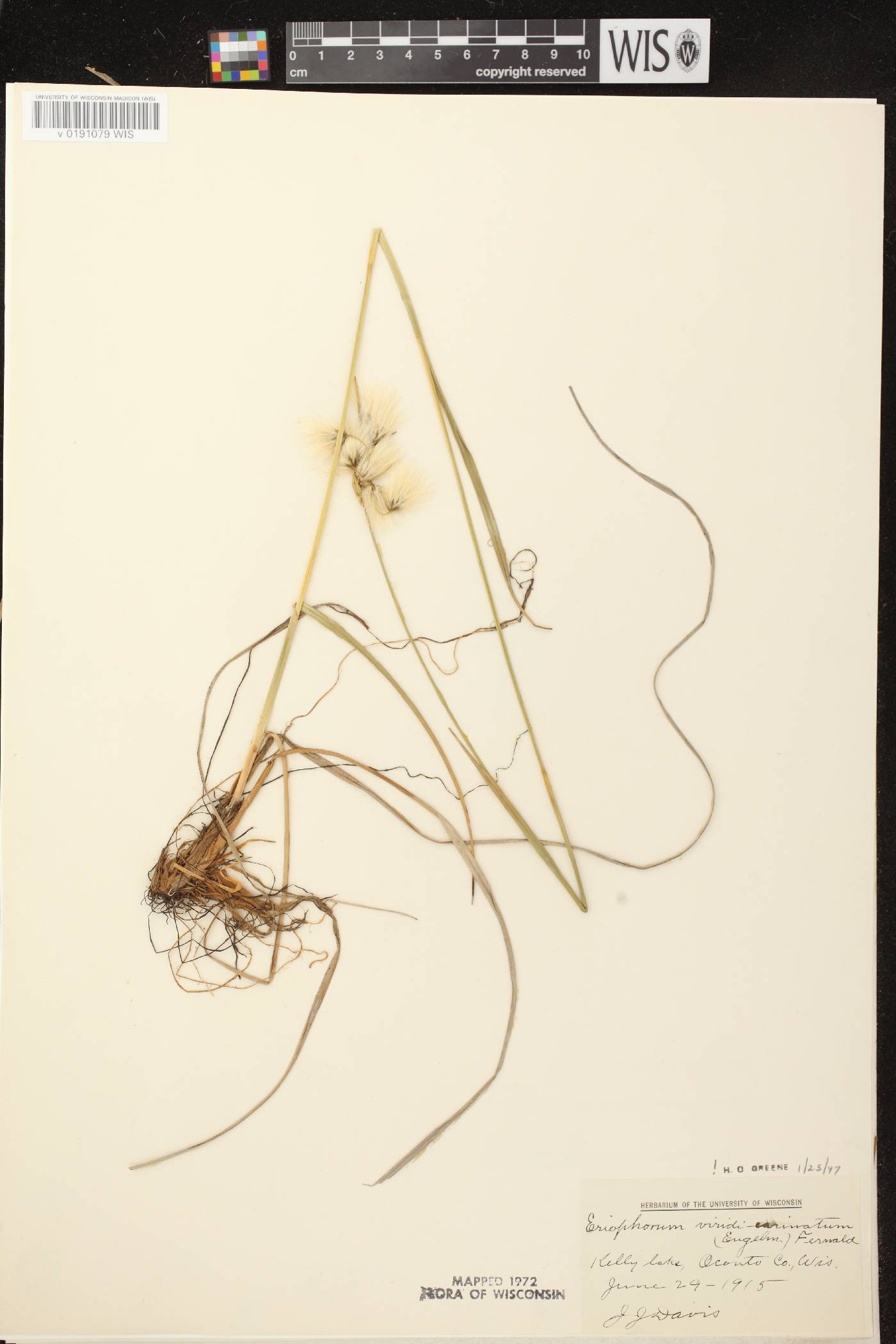 Eriophorum viridicarinatum image