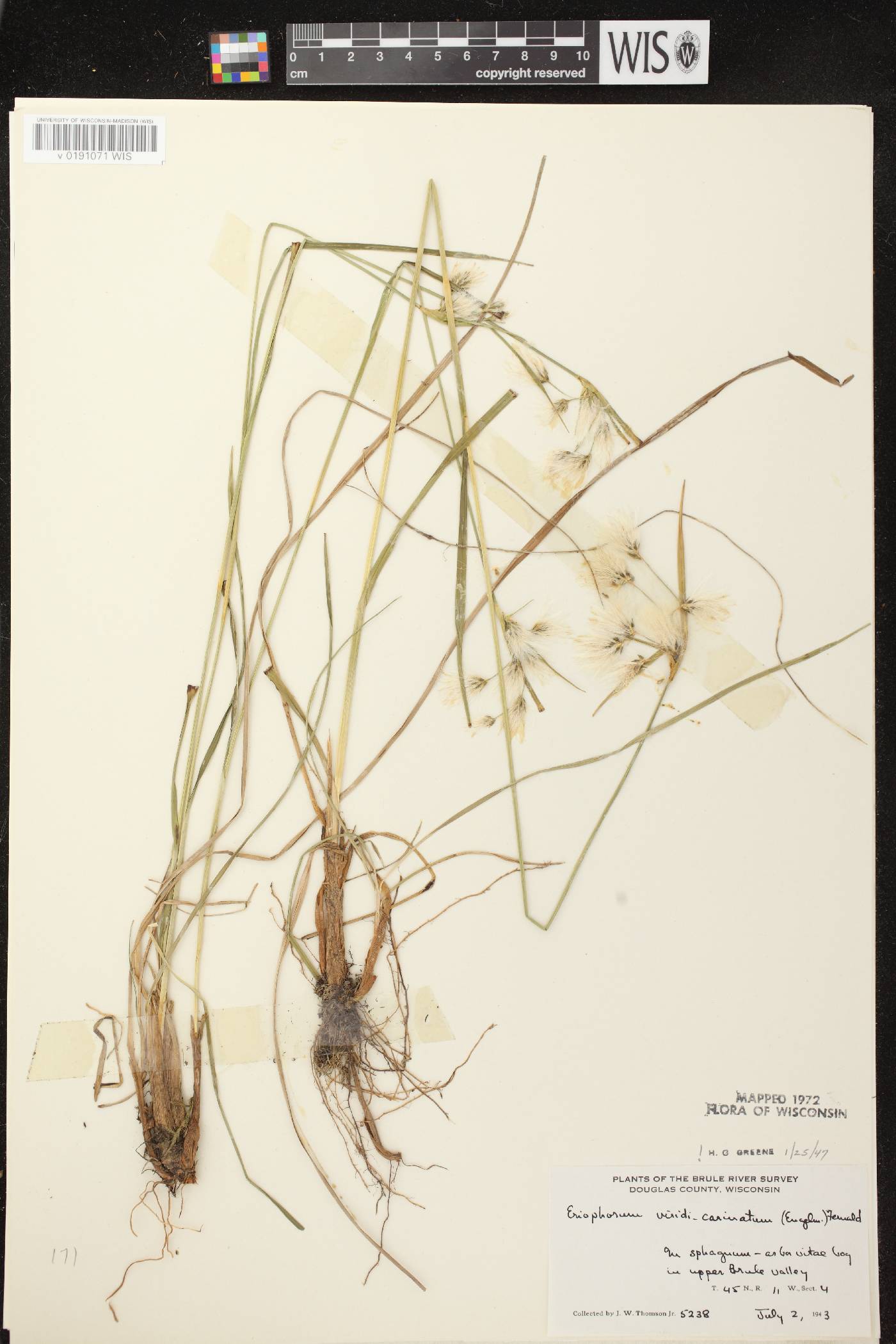 Eriophorum viridicarinatum image