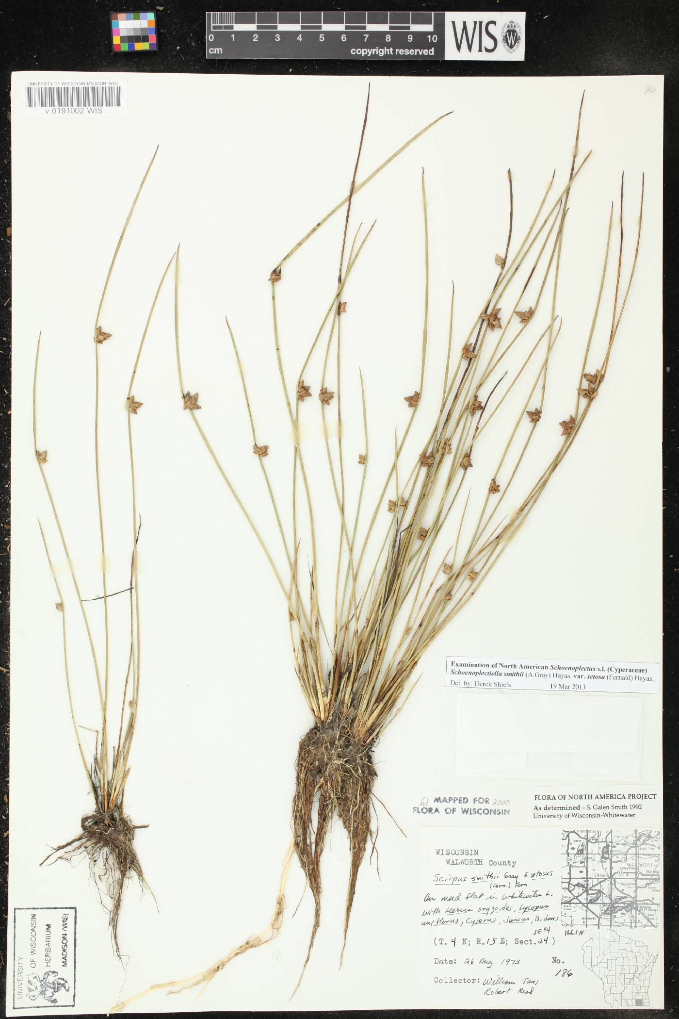 Schoenoplectus smithii image