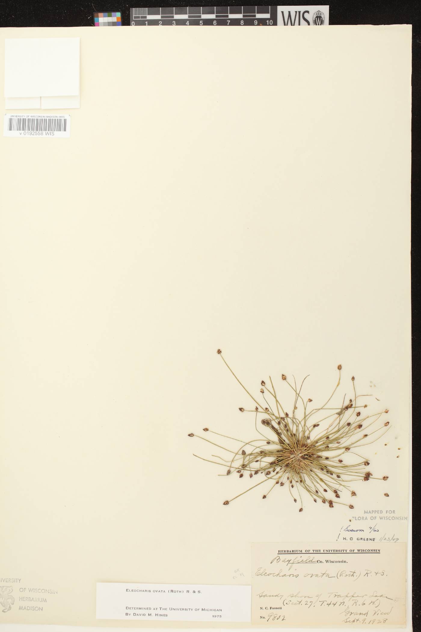 Eleocharis ovata image