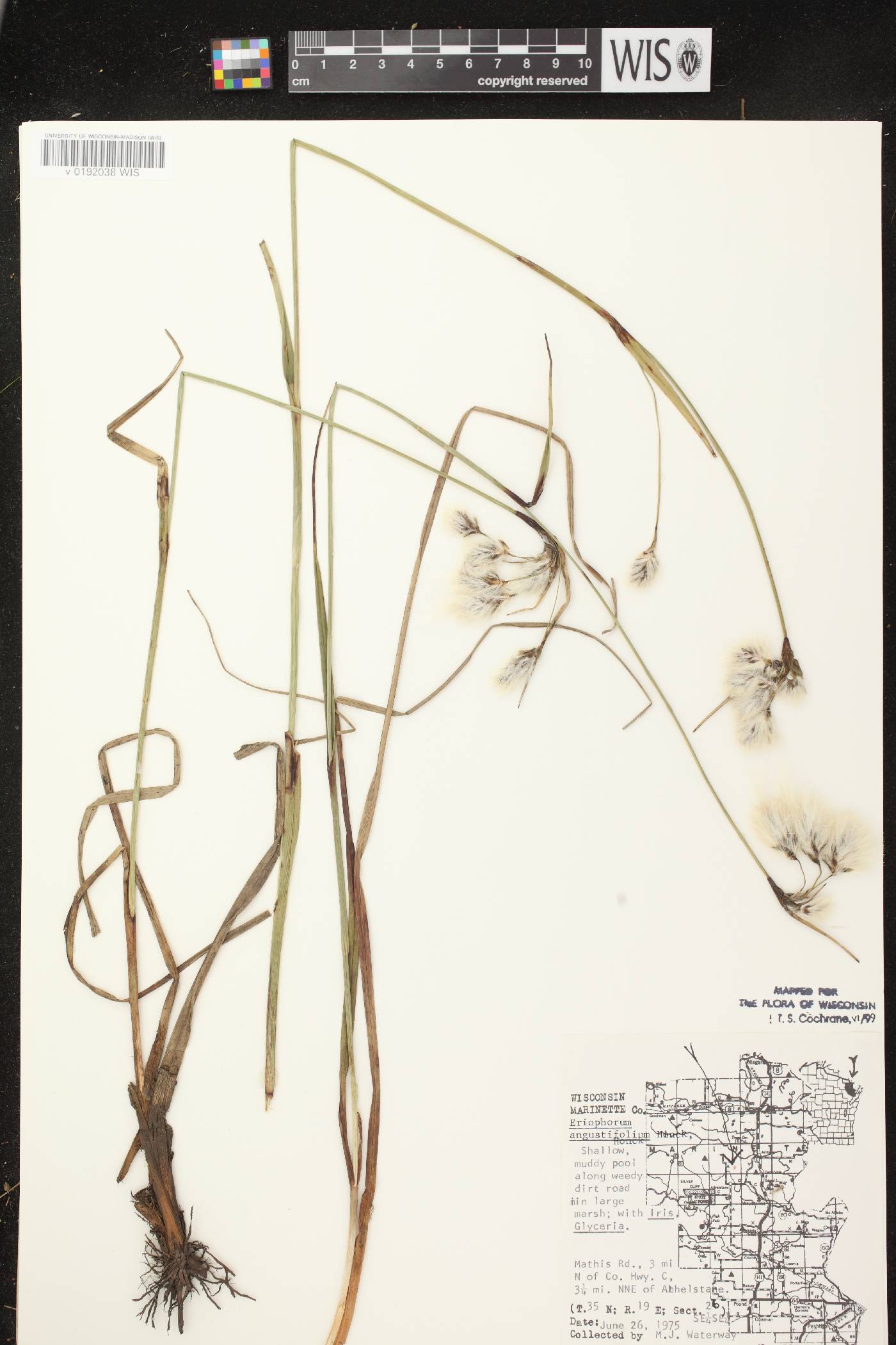 Eriophorum angustifolium subsp. angustifolium image