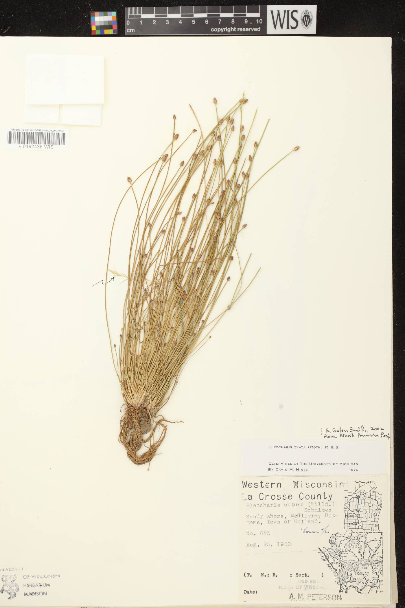Eleocharis ovata image