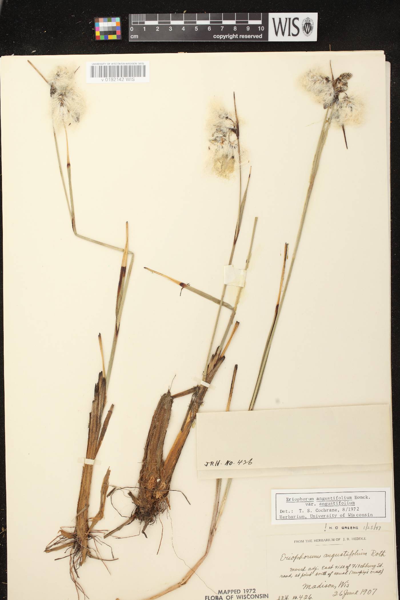 Eriophorum angustifolium subsp. angustifolium image