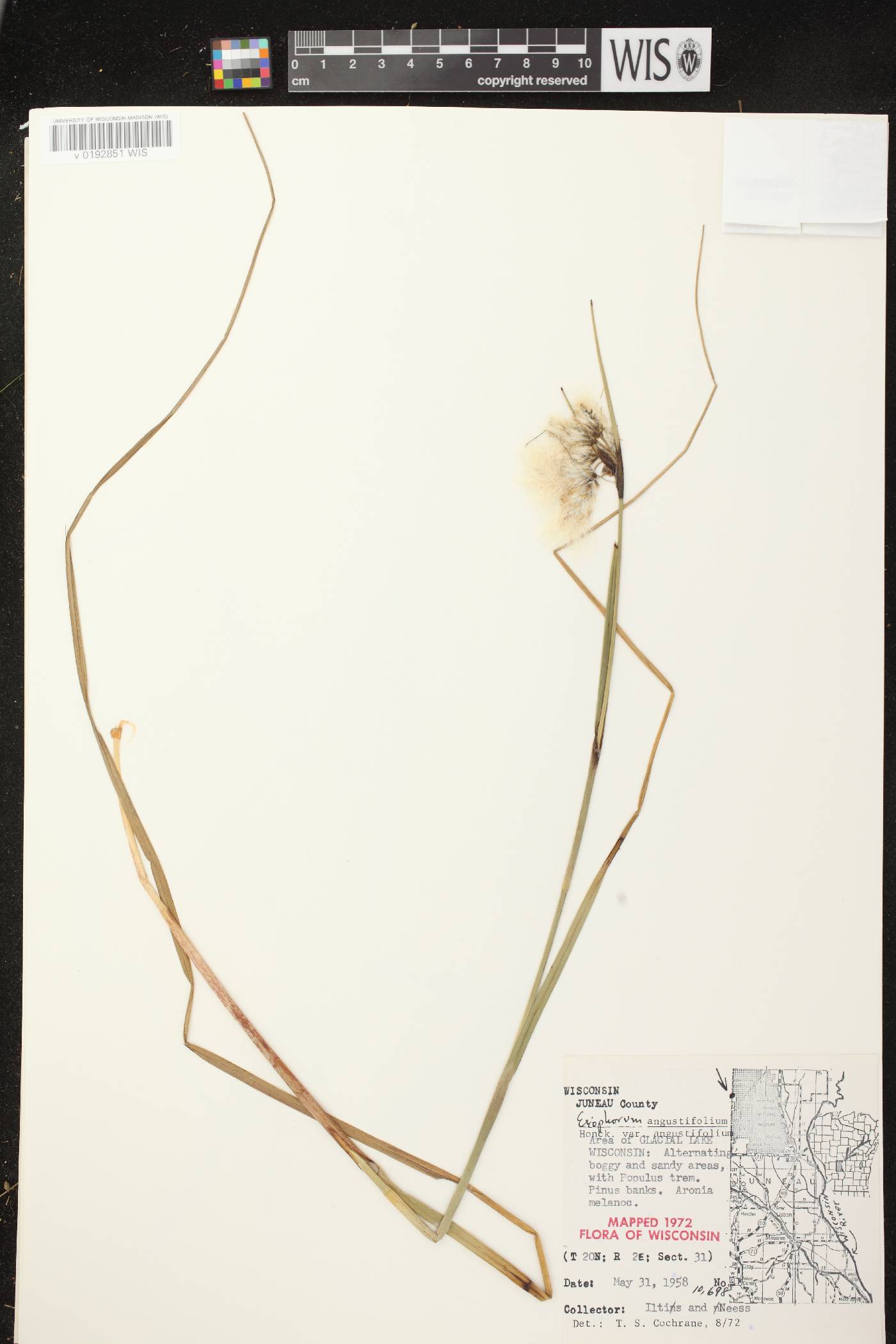 Eriophorum angustifolium image