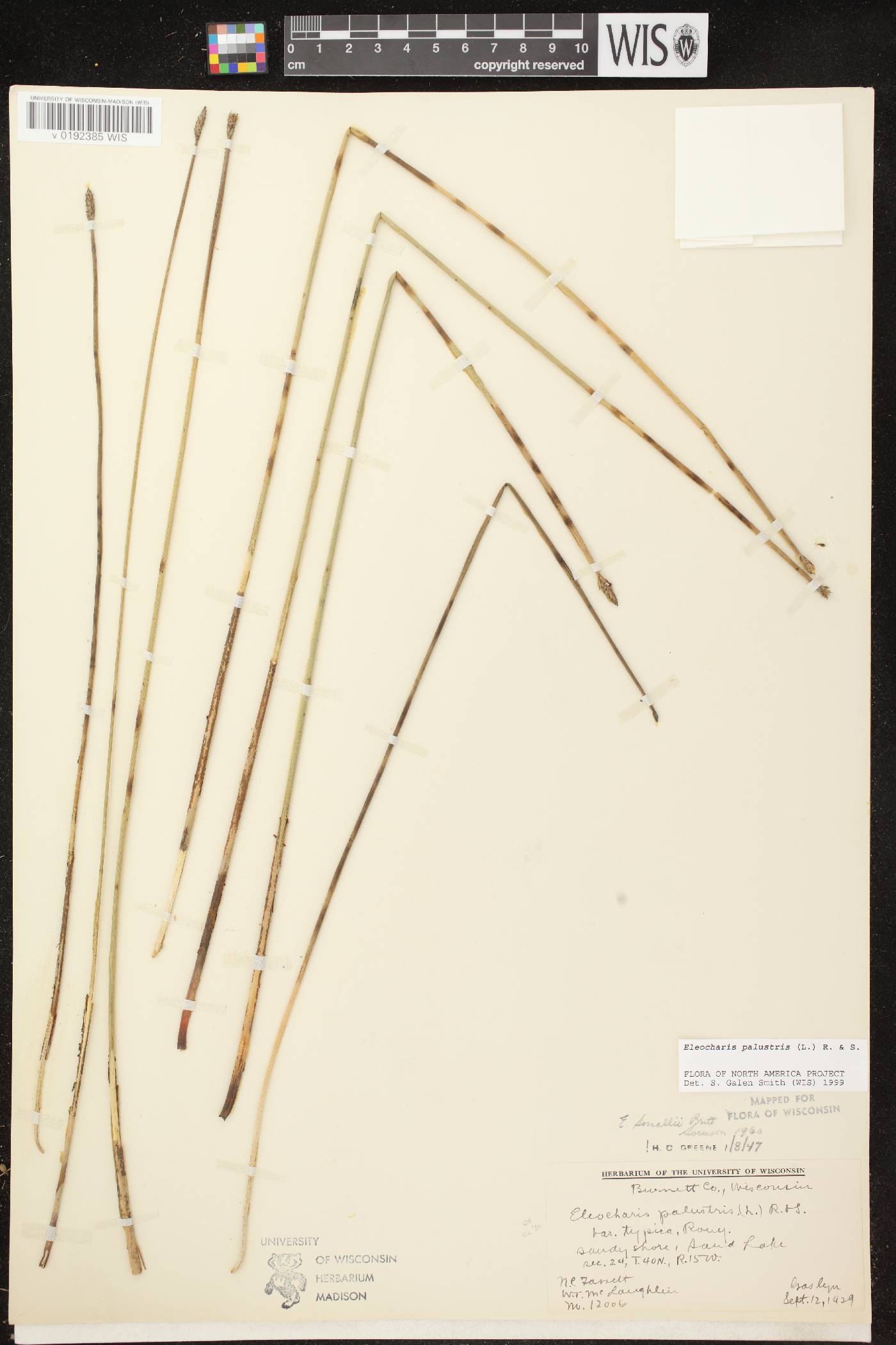 Eleocharis palustris image